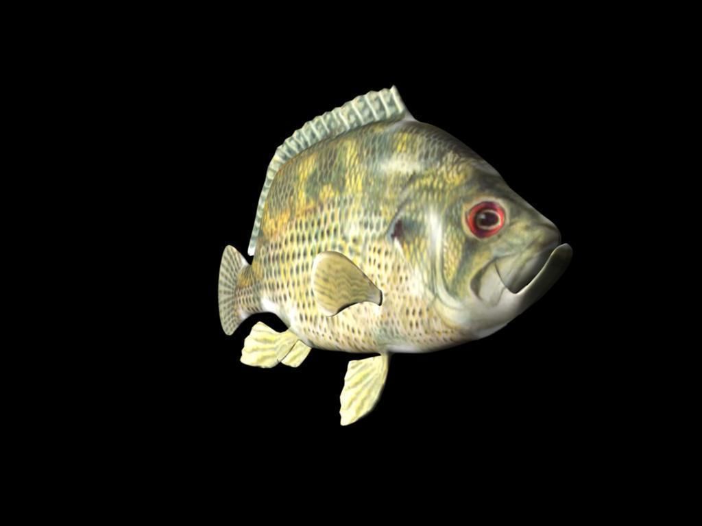 Rock Bass fish Low-poly 3D model_5
