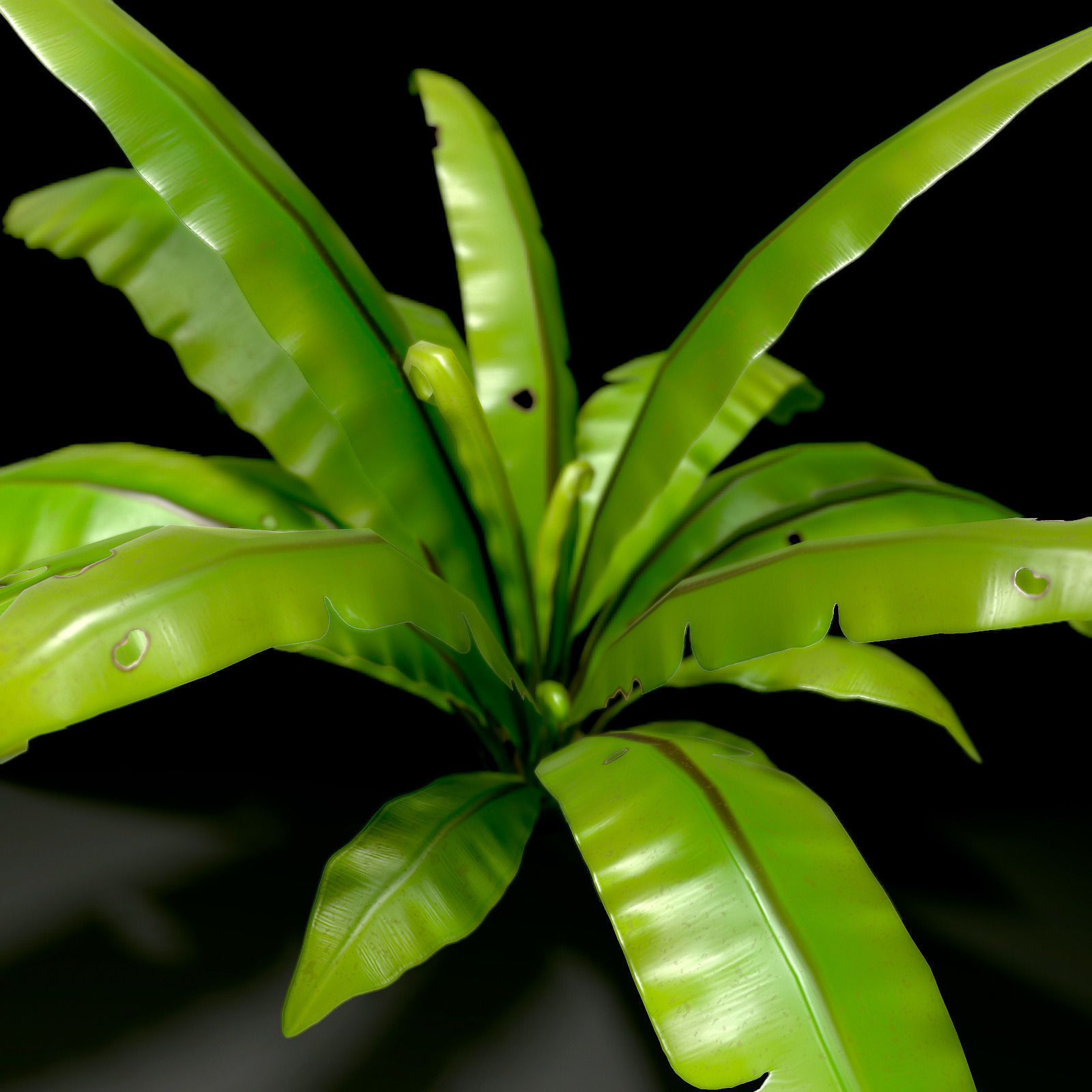 3D bird nest fern Low-poly 3D model_5