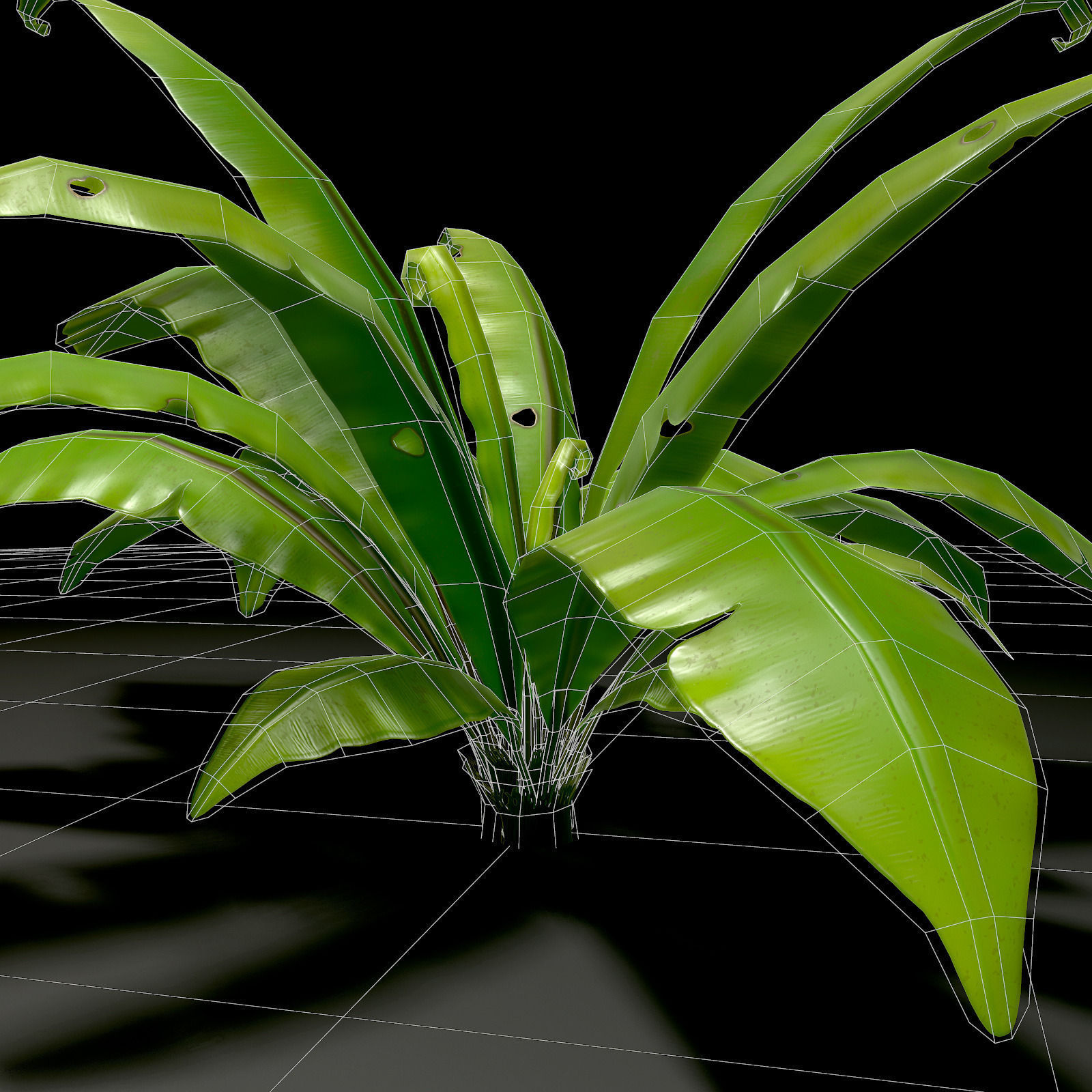 3D bird nest fern Low-poly 3D model_9