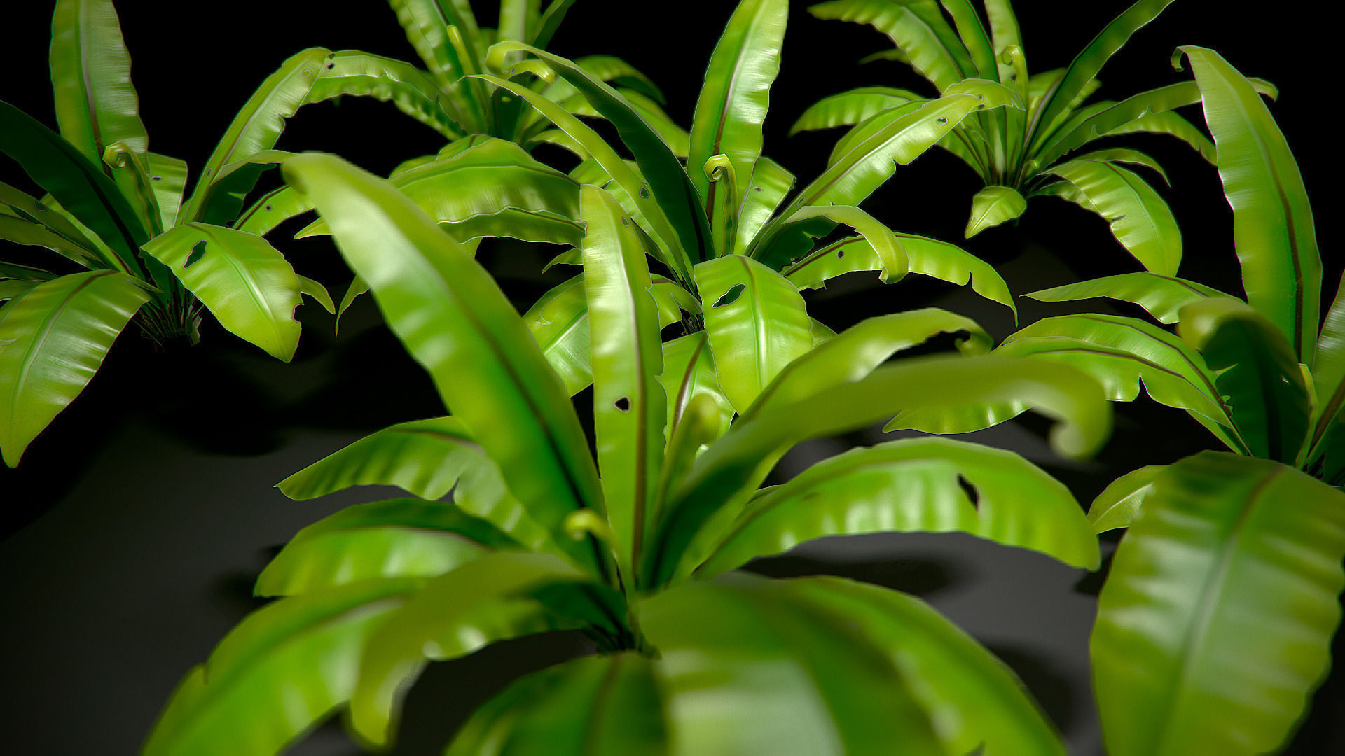 3D bird nest fern Low-poly 3D model_12