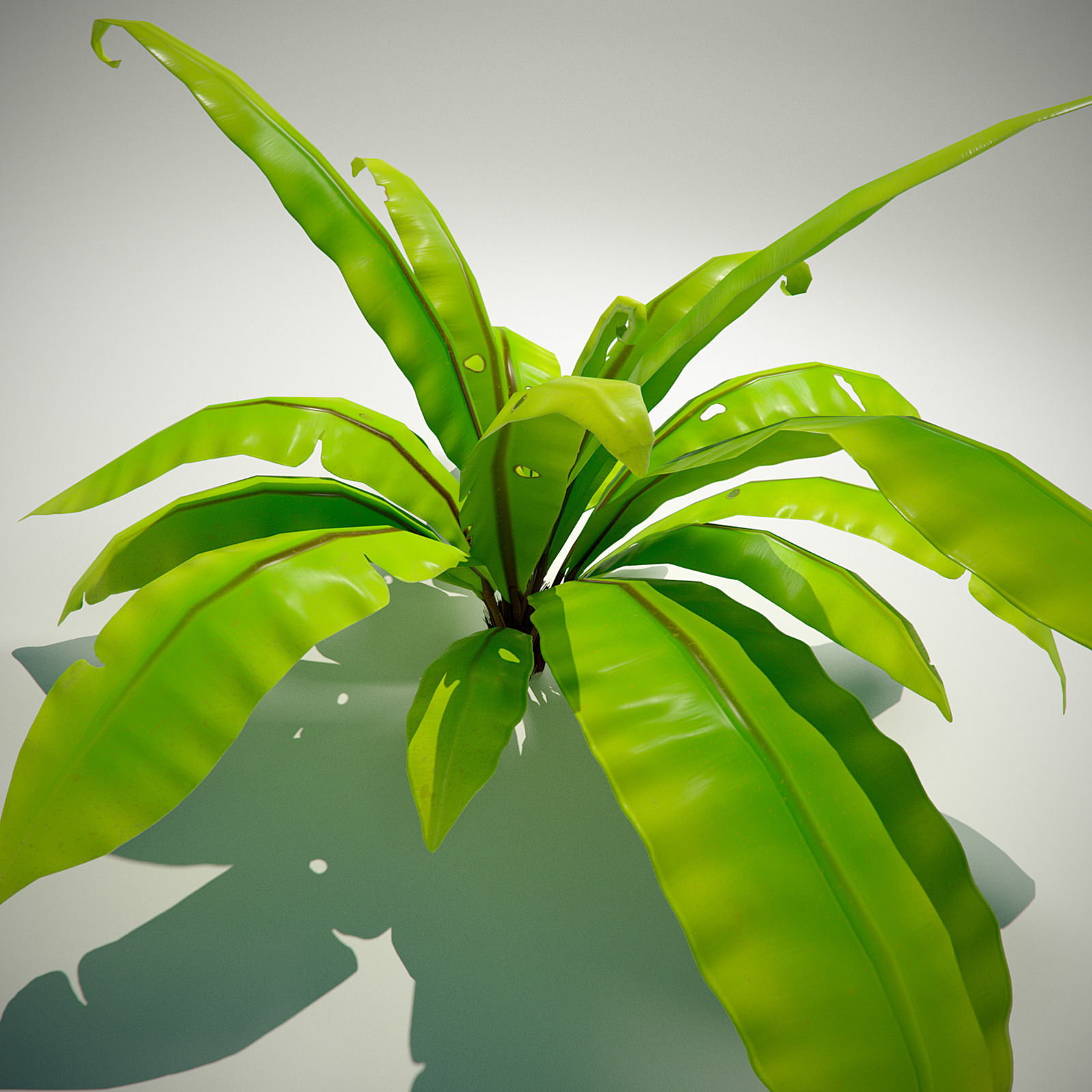 3D bird nest fern Low-poly 3D model_14