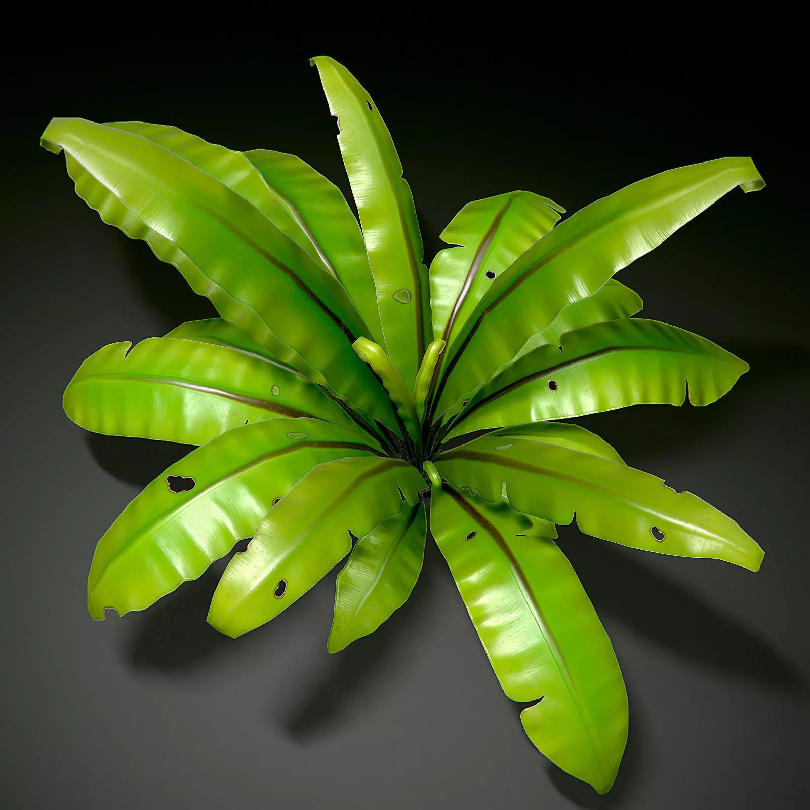 3D bird nest fern Low-poly 3D model_0