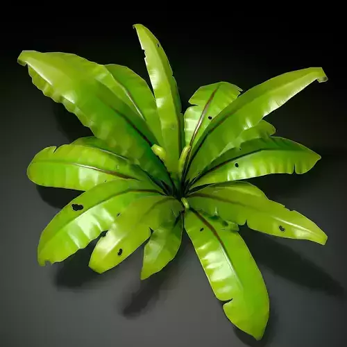 3D bird nest fern Low-poly 3D model
