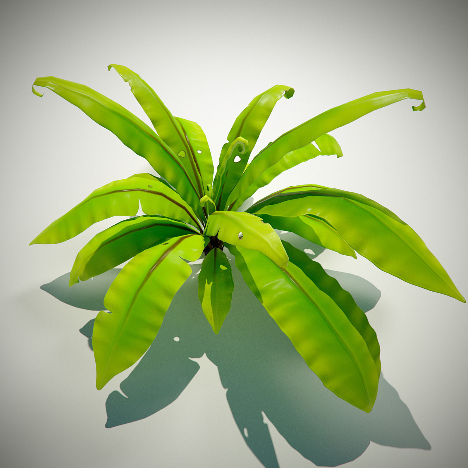 3D bird nest fern Low-poly 3D model_13