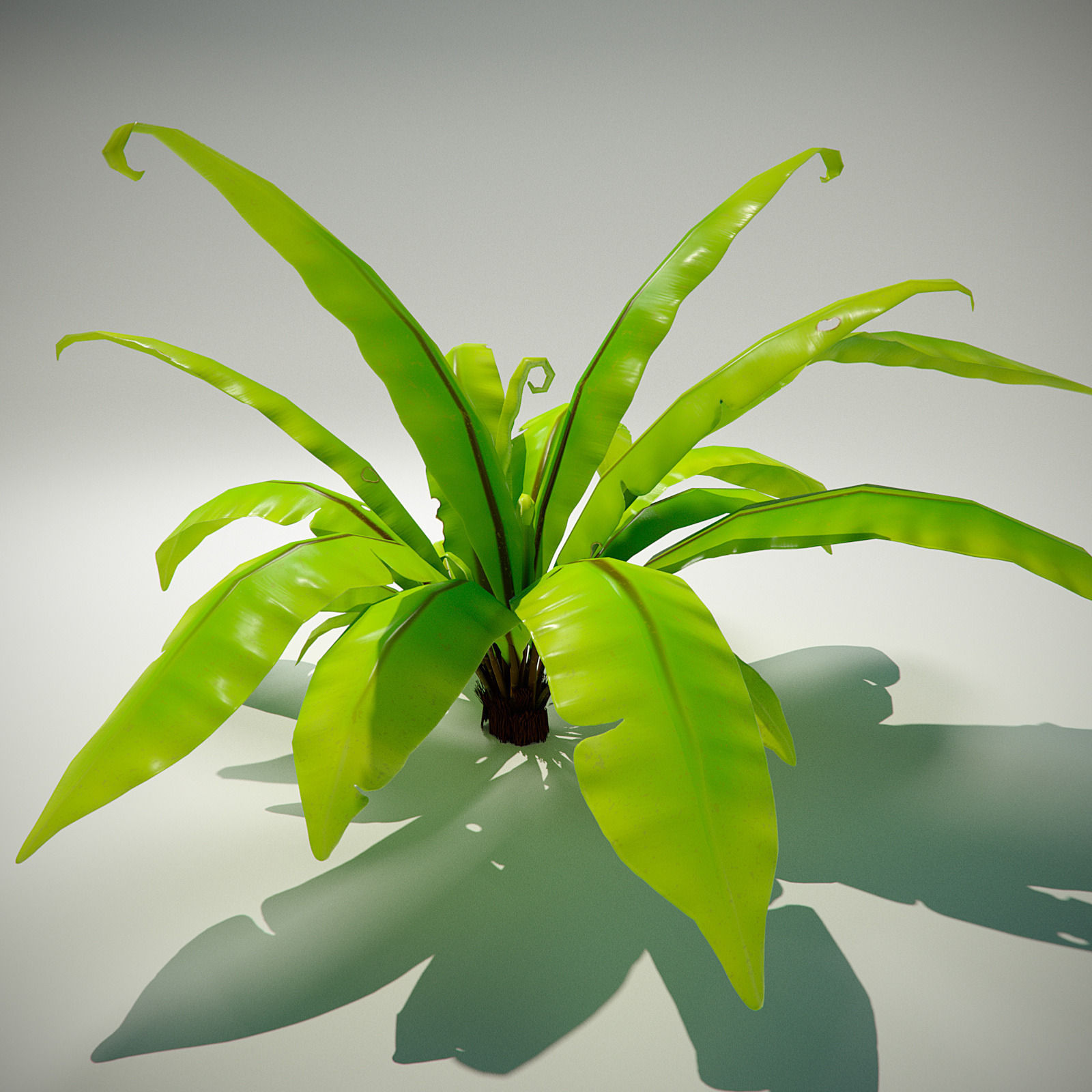 3D bird nest fern Low-poly 3D model_15