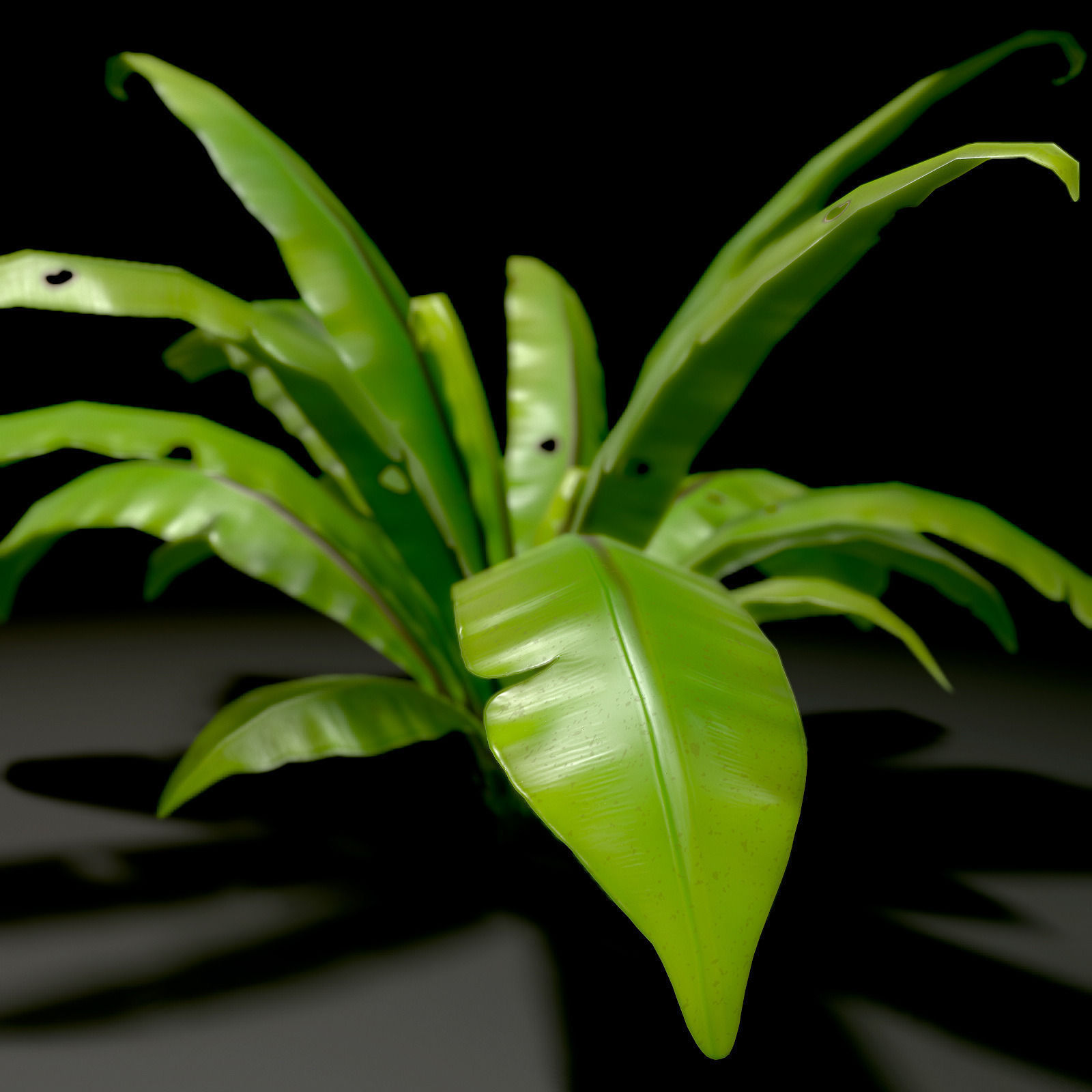3D bird nest fern Low-poly 3D model_6