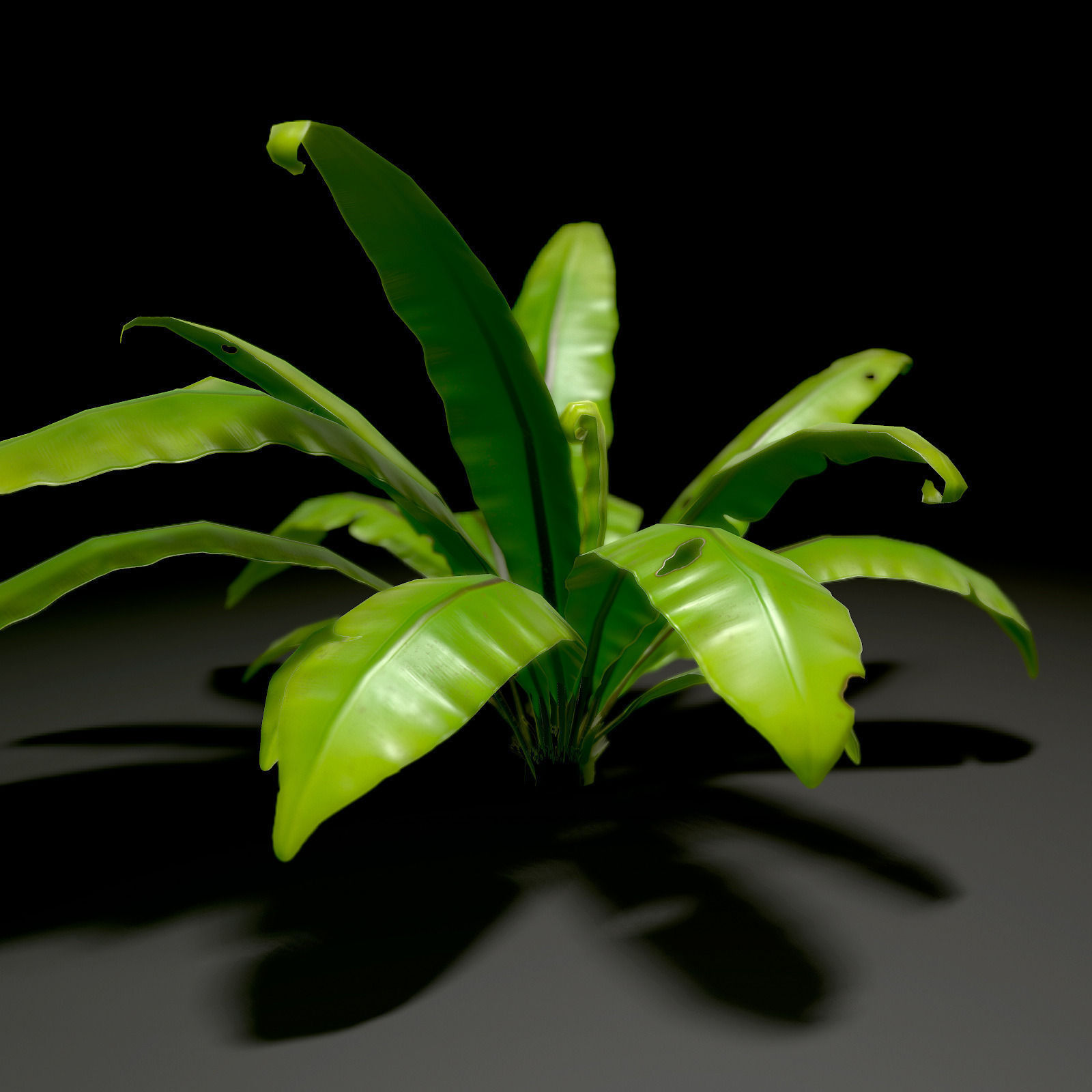 3D bird nest fern Low-poly 3D model_7