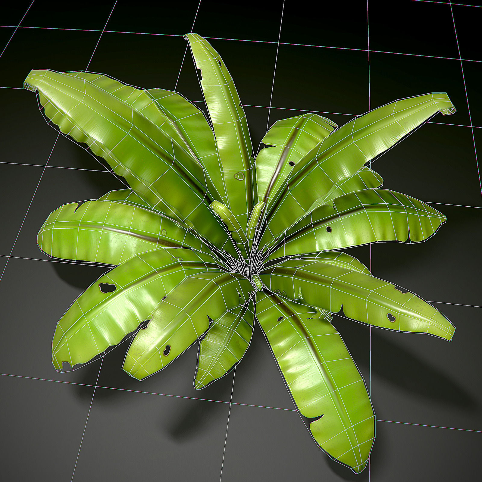 3D bird nest fern Low-poly 3D model_2