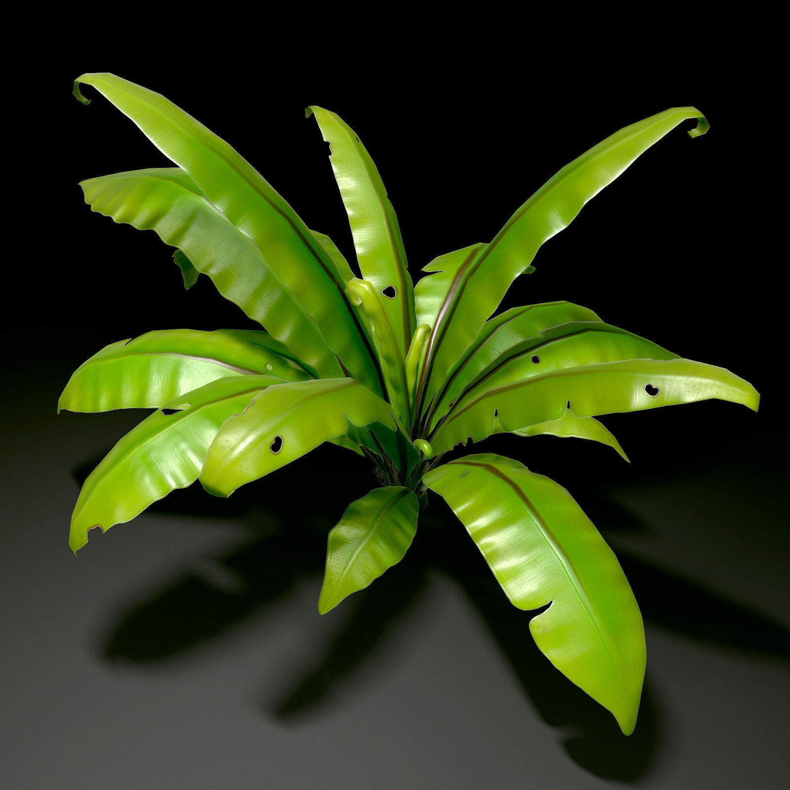 3D bird nest fern Low-poly 3D model_3