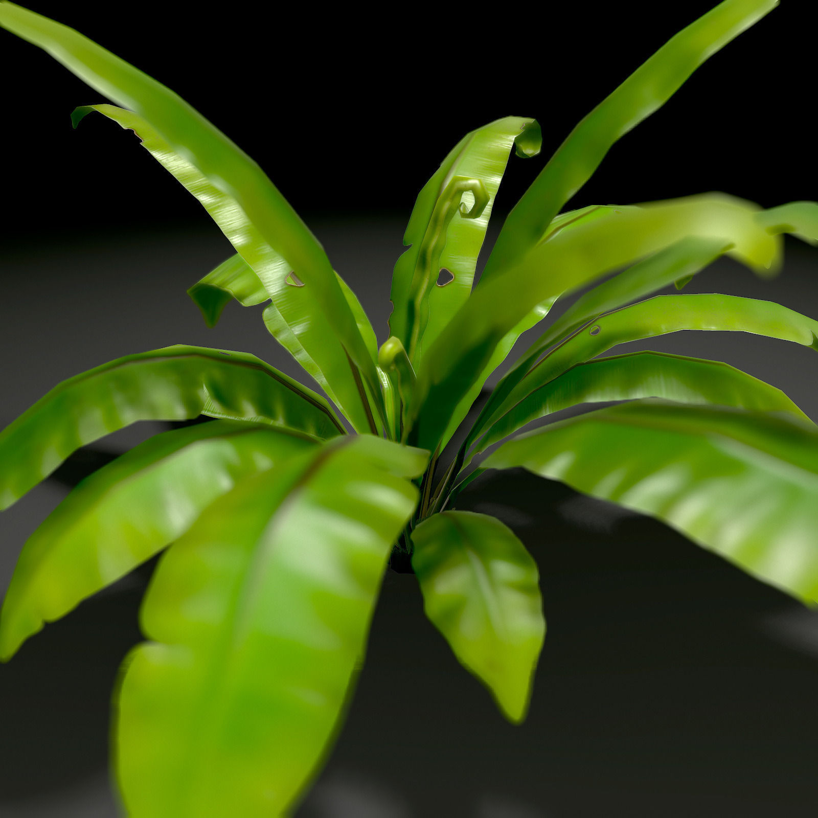 3D bird nest fern Low-poly 3D model_11