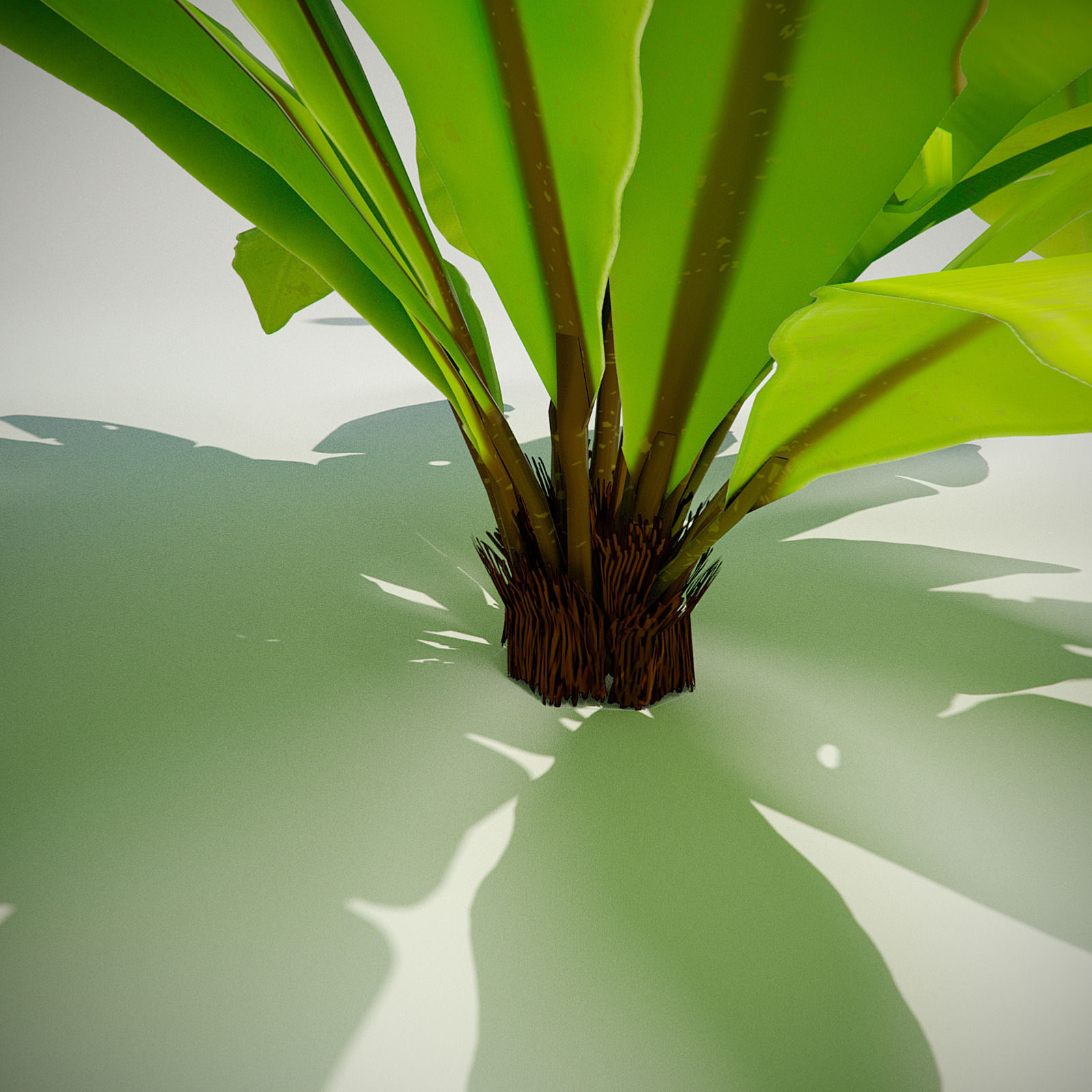 3D bird nest fern Low-poly 3D model_16