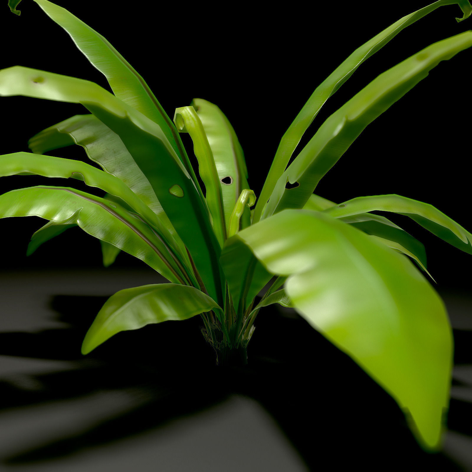 3D bird nest fern Low-poly 3D model_8