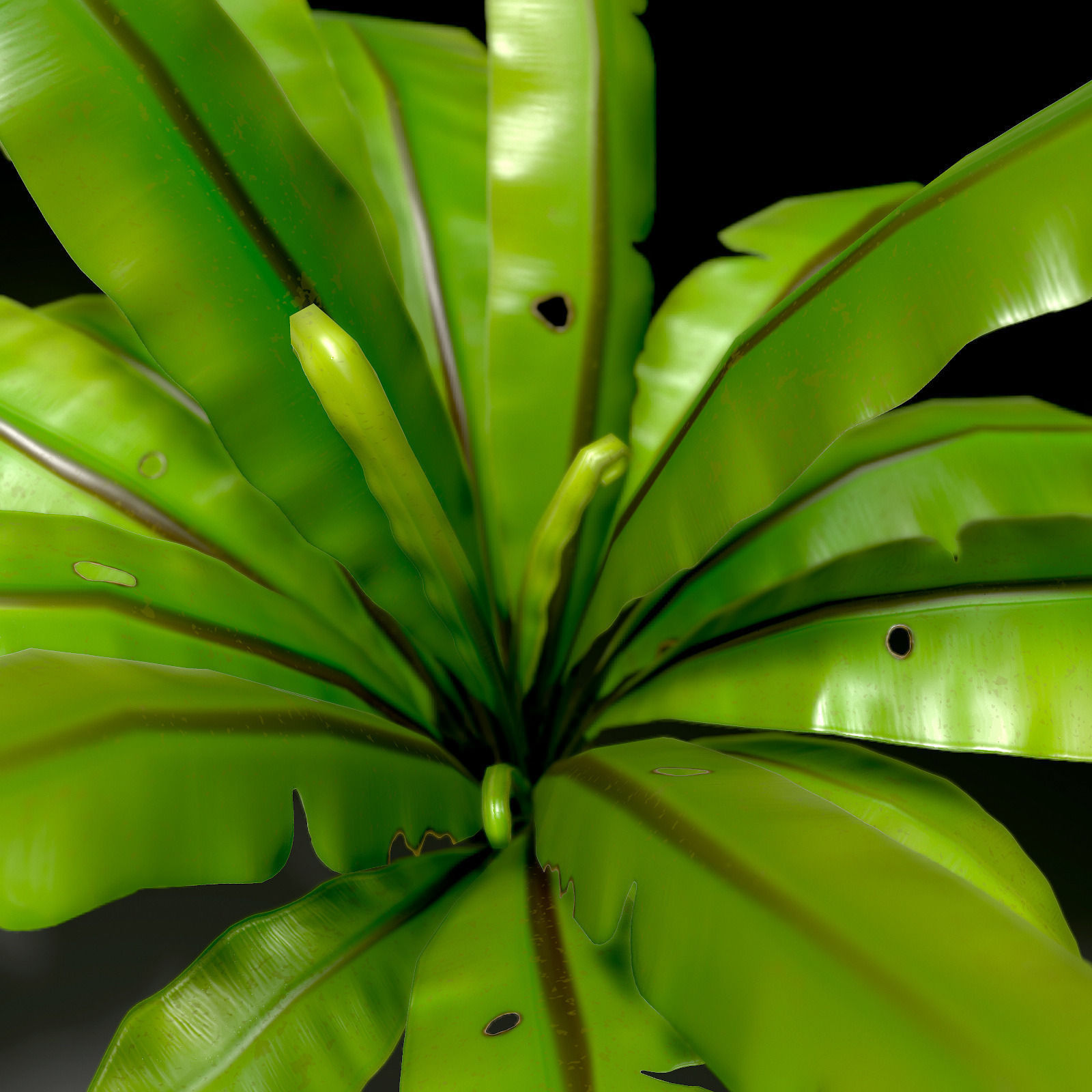 3D bird nest fern Low-poly 3D model_4