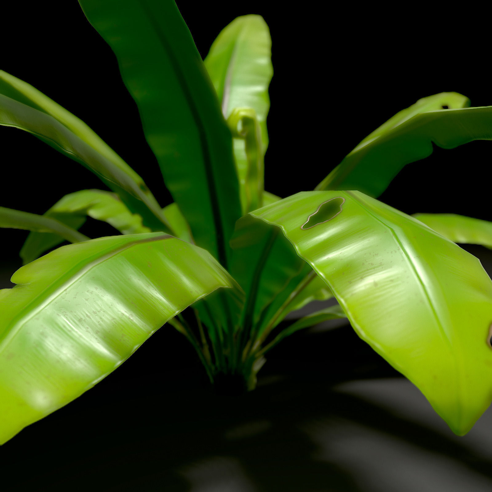 3D bird nest fern Low-poly 3D model_10