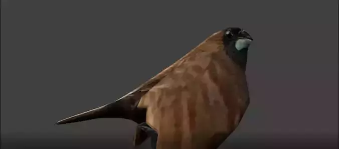 sparrows bird Low-poly 3D model