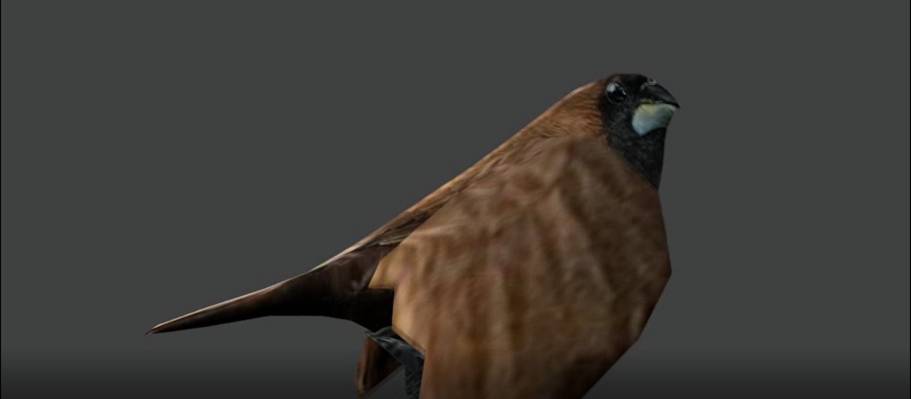 sparrows