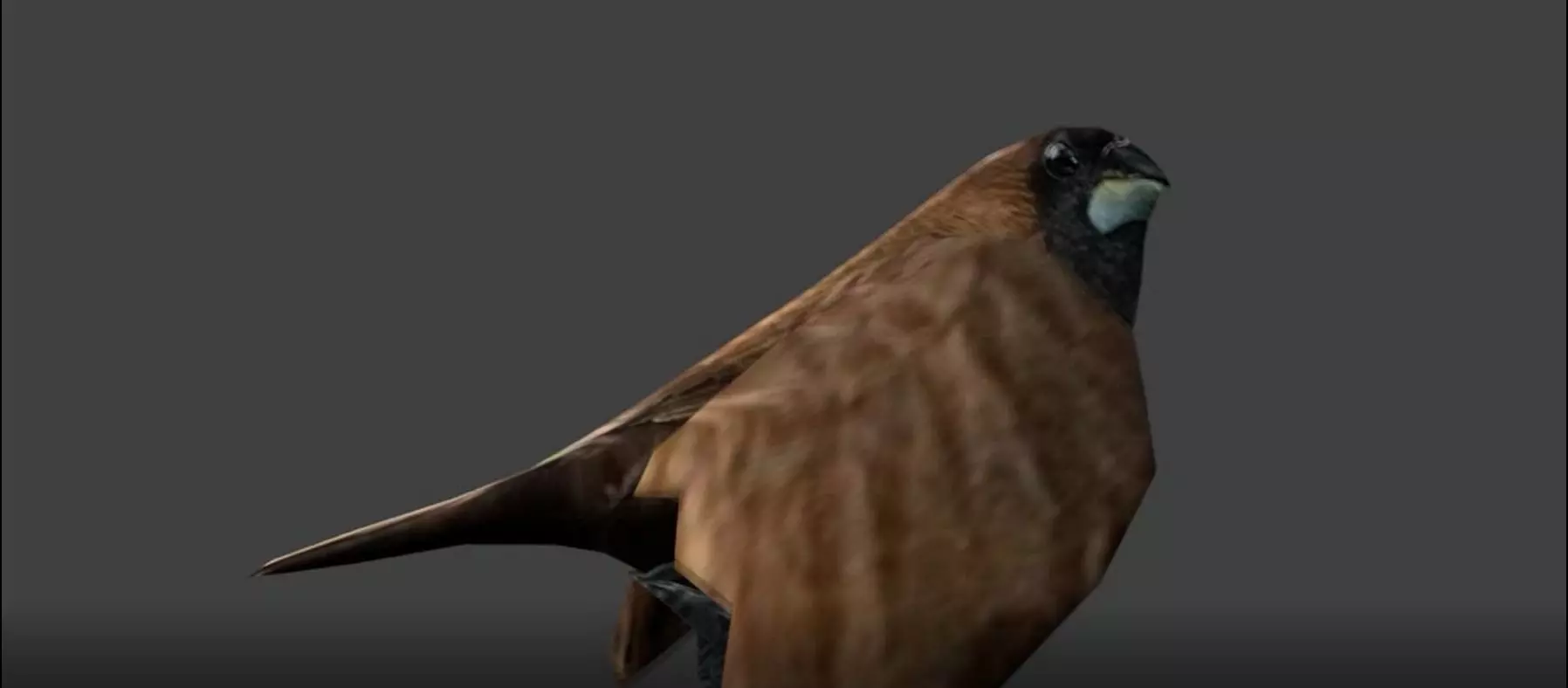 sparrows bird Low-poly 3D model_0