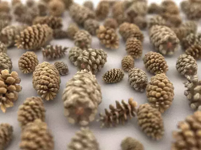 Conifer Cone Pack 10