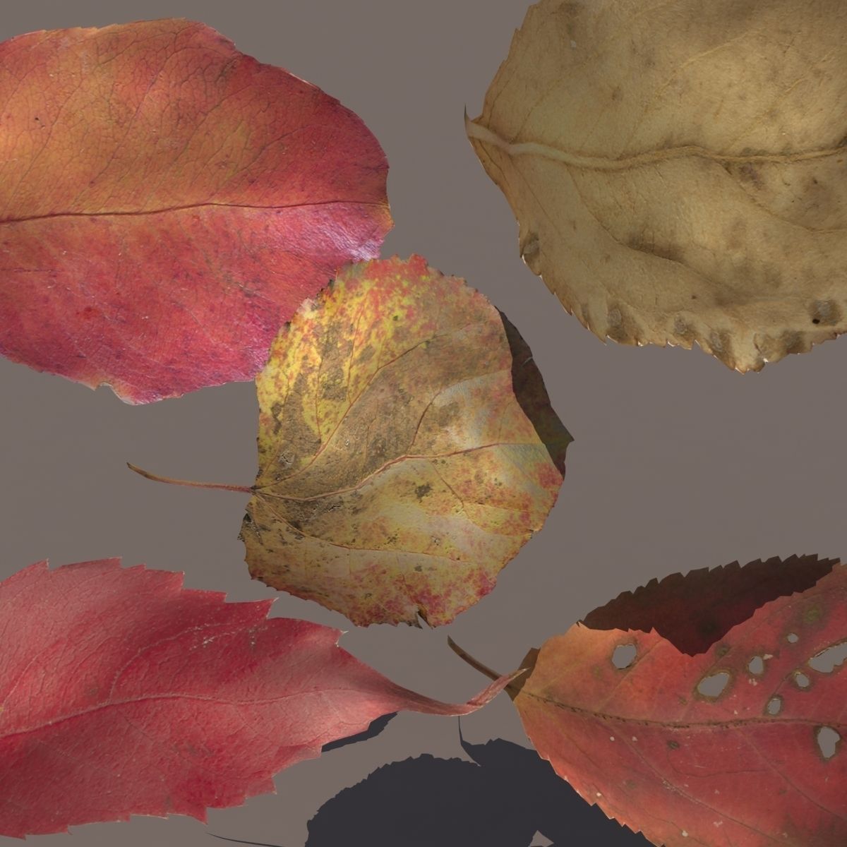 Autumn Fall Leafs PACK Low Poly 3d Model Low-poly 3D model_2
