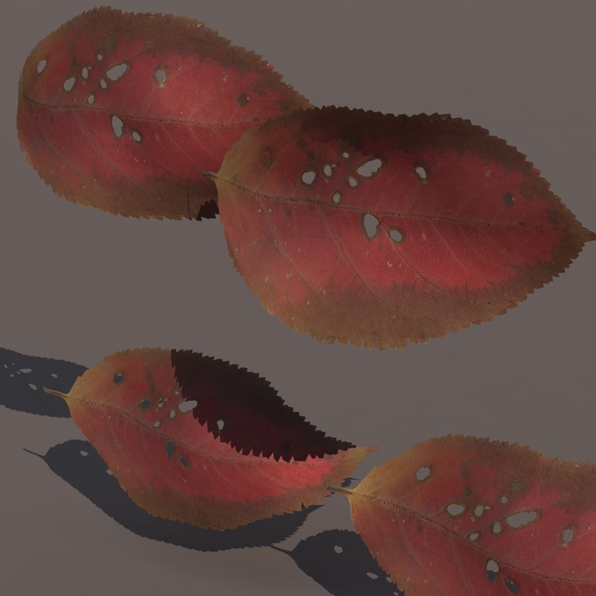 Autumn Fall Leafs PACK Low Poly 3d Model Low-poly 3D model_9