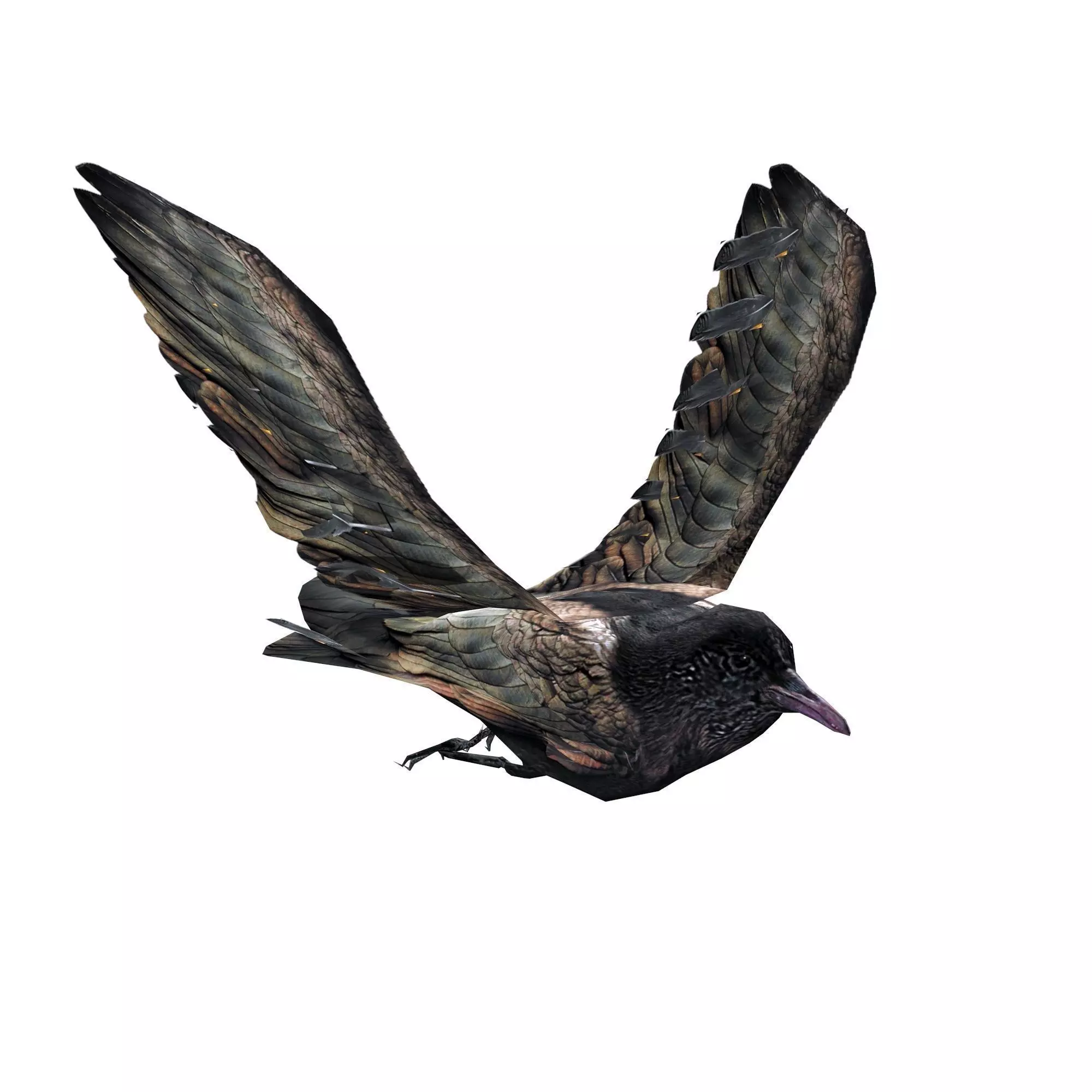 Crow Animated Low-poly 3D model_0