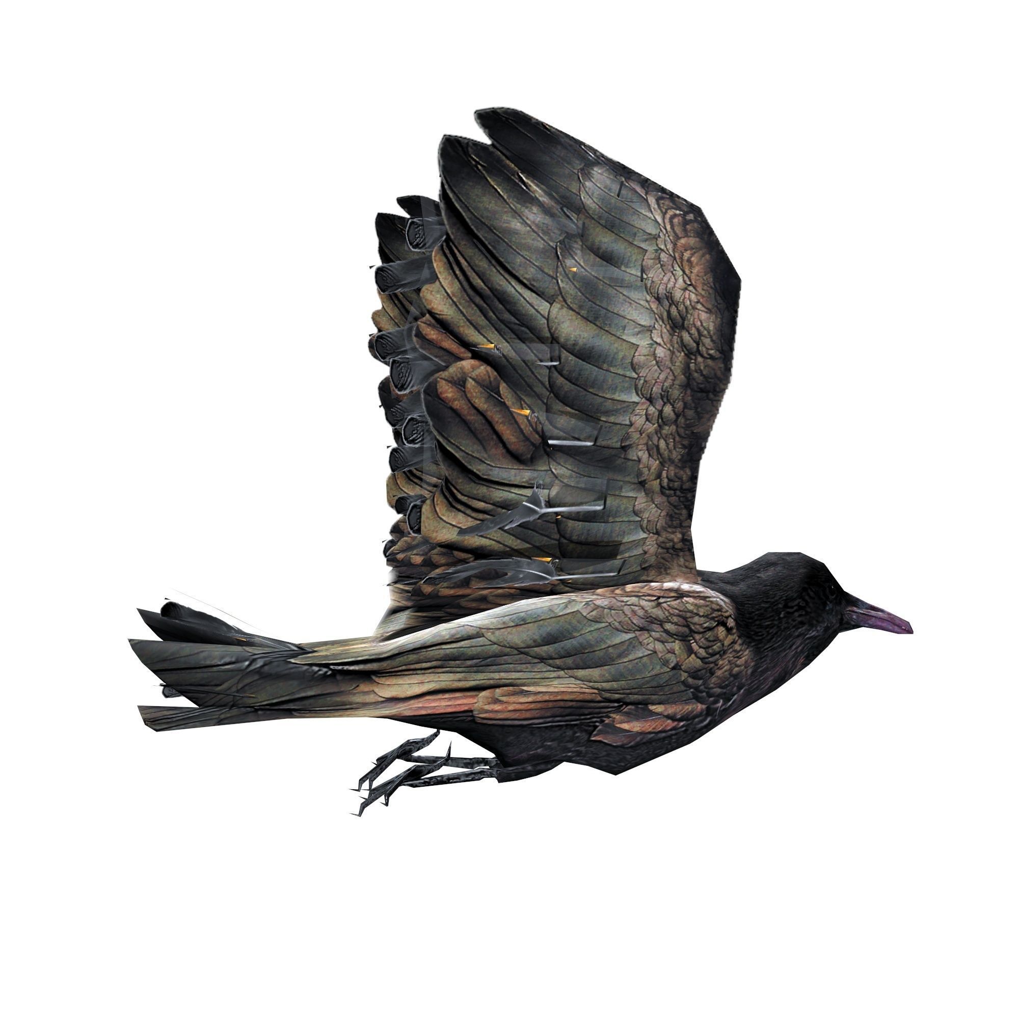 Crow Animated Low-poly 3D model_5