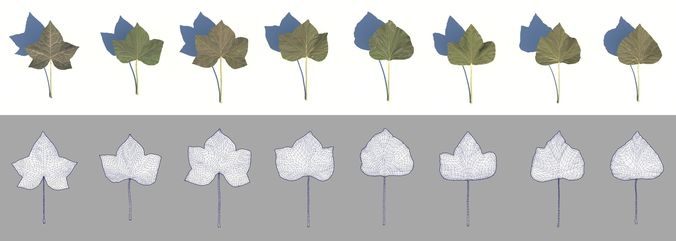 ivy leaves 3D model