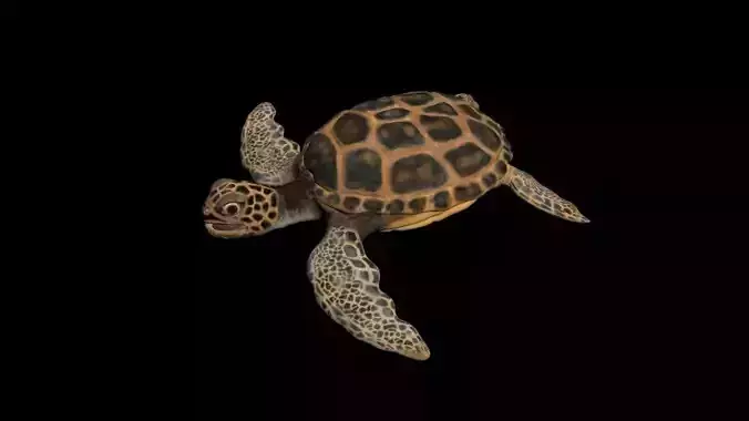 Ocean Turtle 