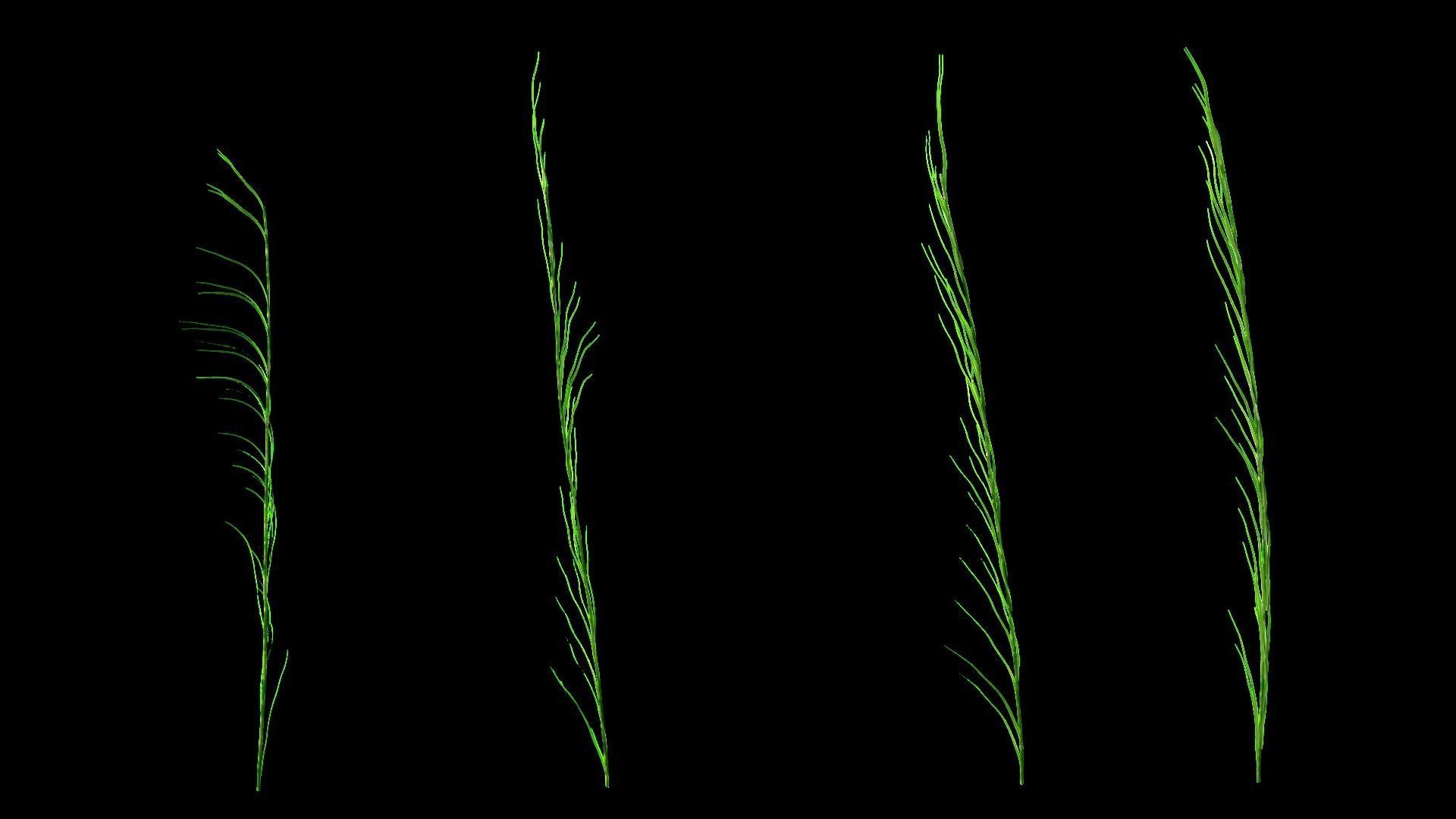 Underwater Plants Collection Low-poly 3D model_44