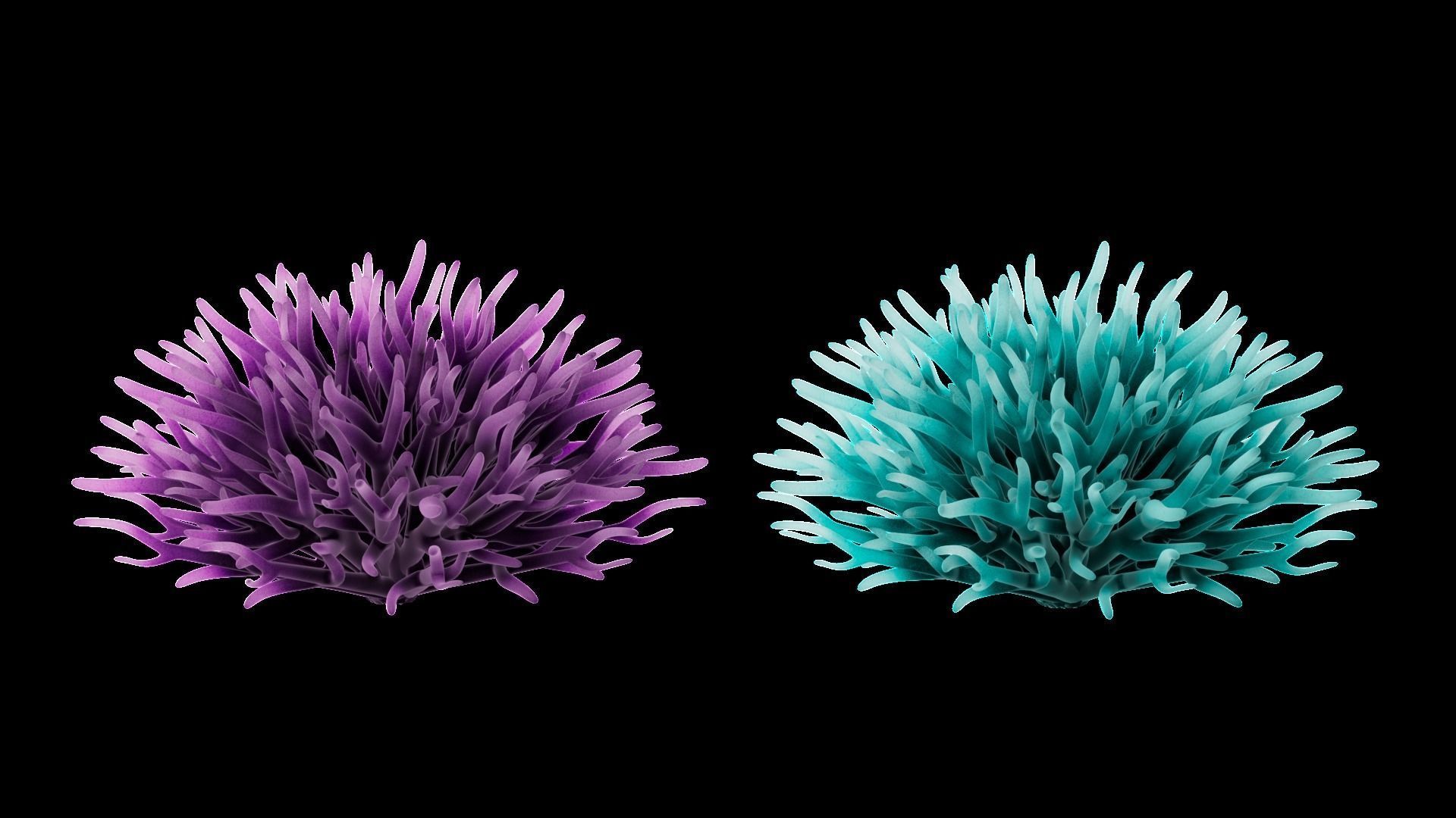 Underwater Plants Collection Low-poly 3D model_5