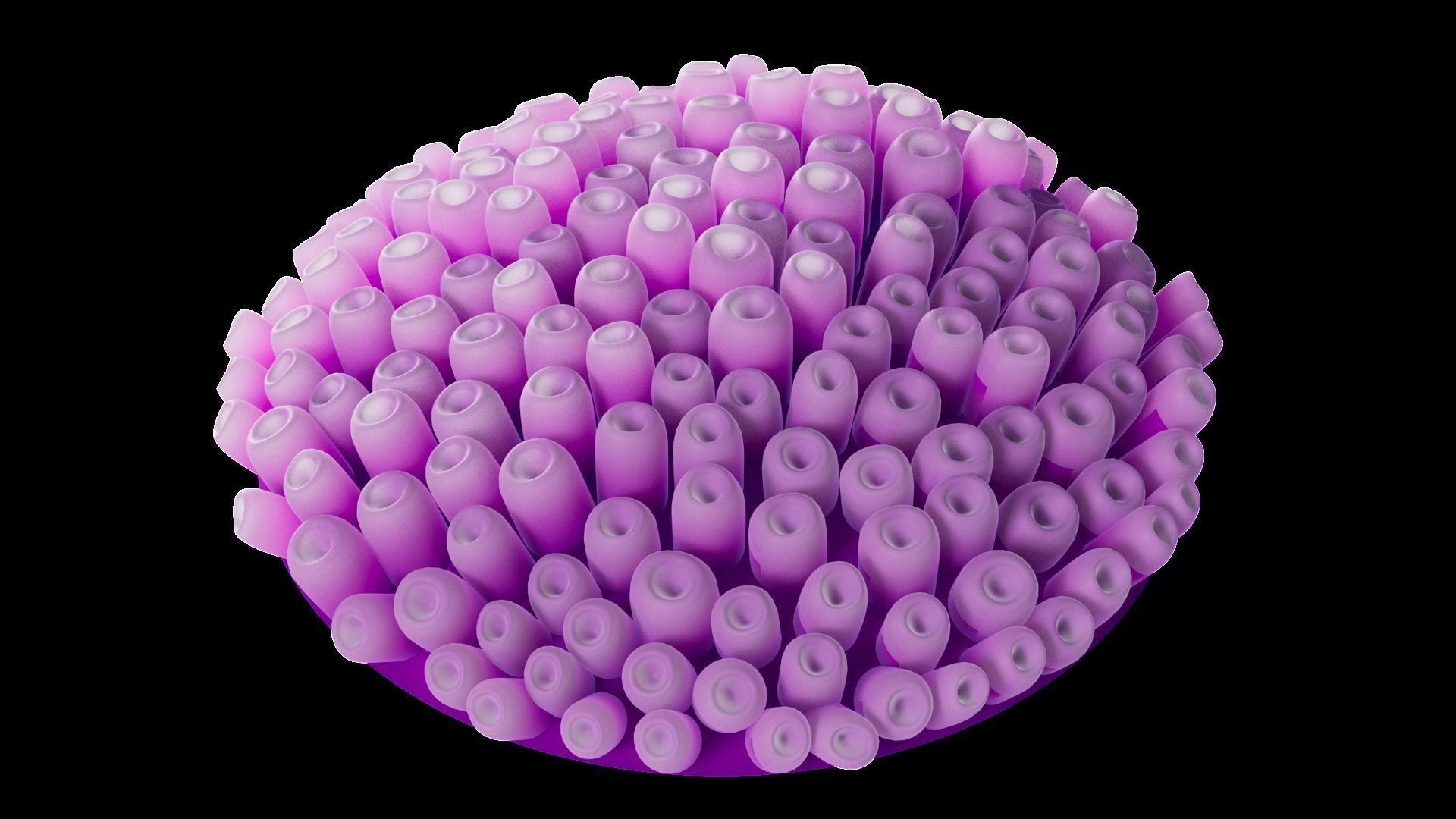 Underwater Plants Collection Low-poly 3D model_34