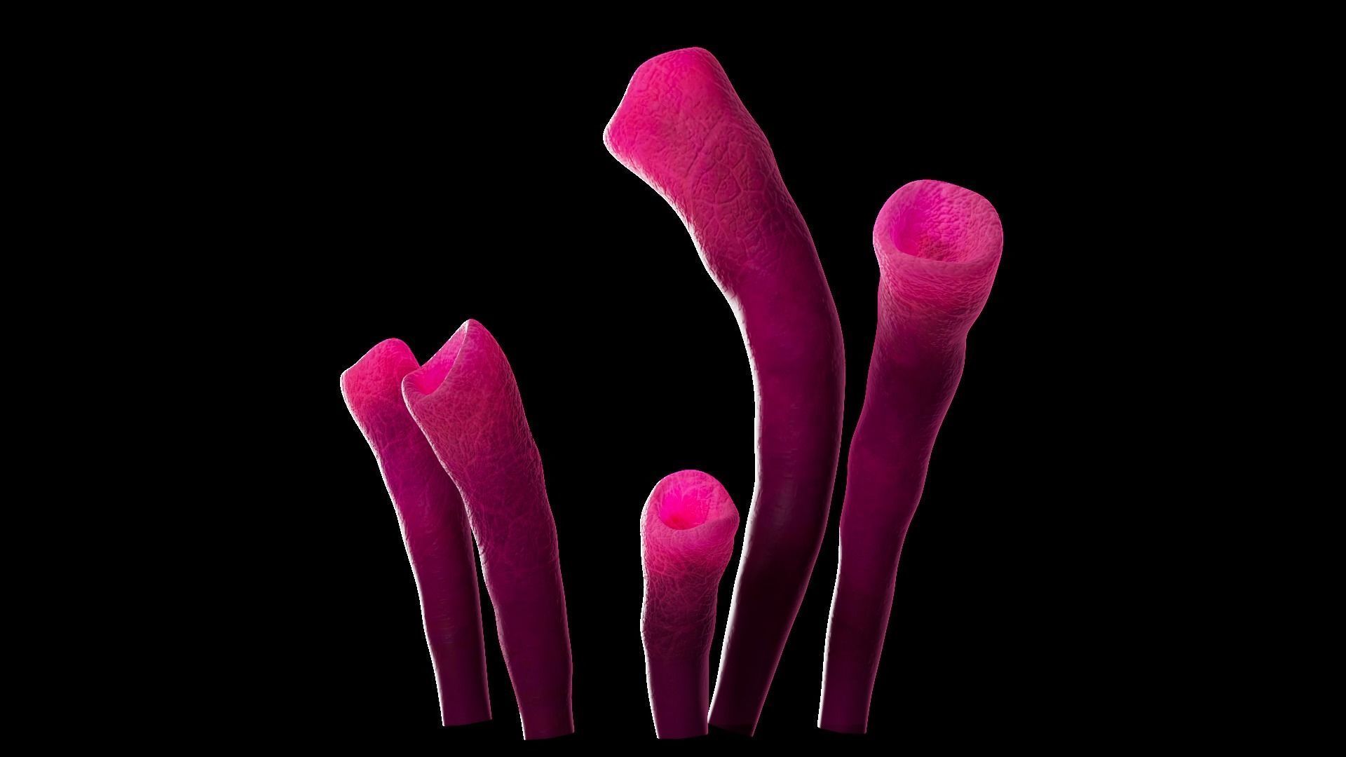 Underwater Plants Collection Low-poly 3D model_1