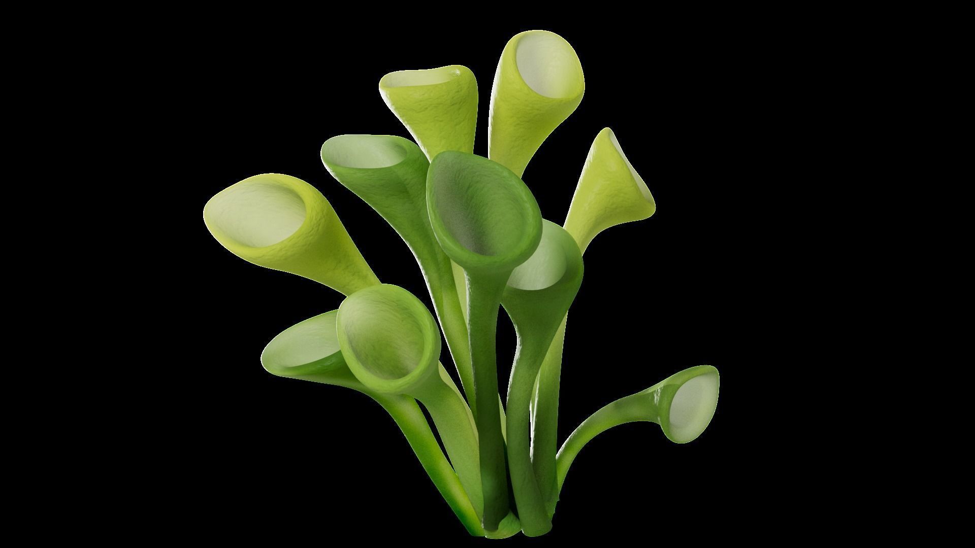 Underwater Plants Collection Low-poly 3D model_16