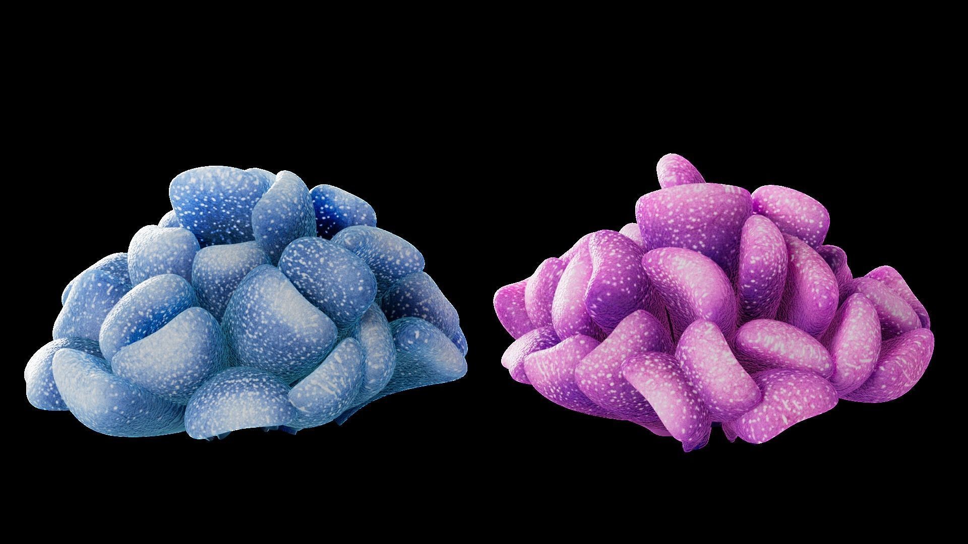 Underwater Plants Collection Low-poly 3D model_10