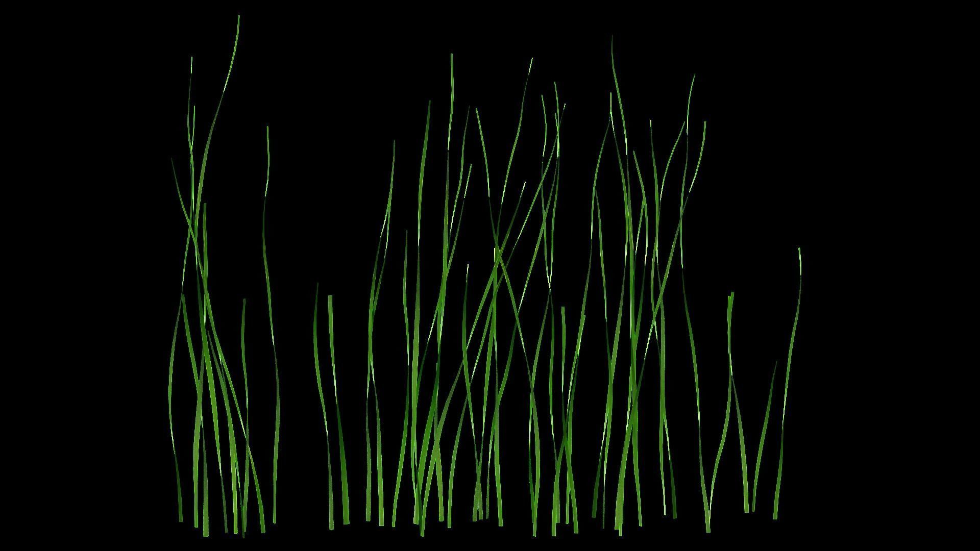 Underwater Plants Collection Low-poly 3D model_48