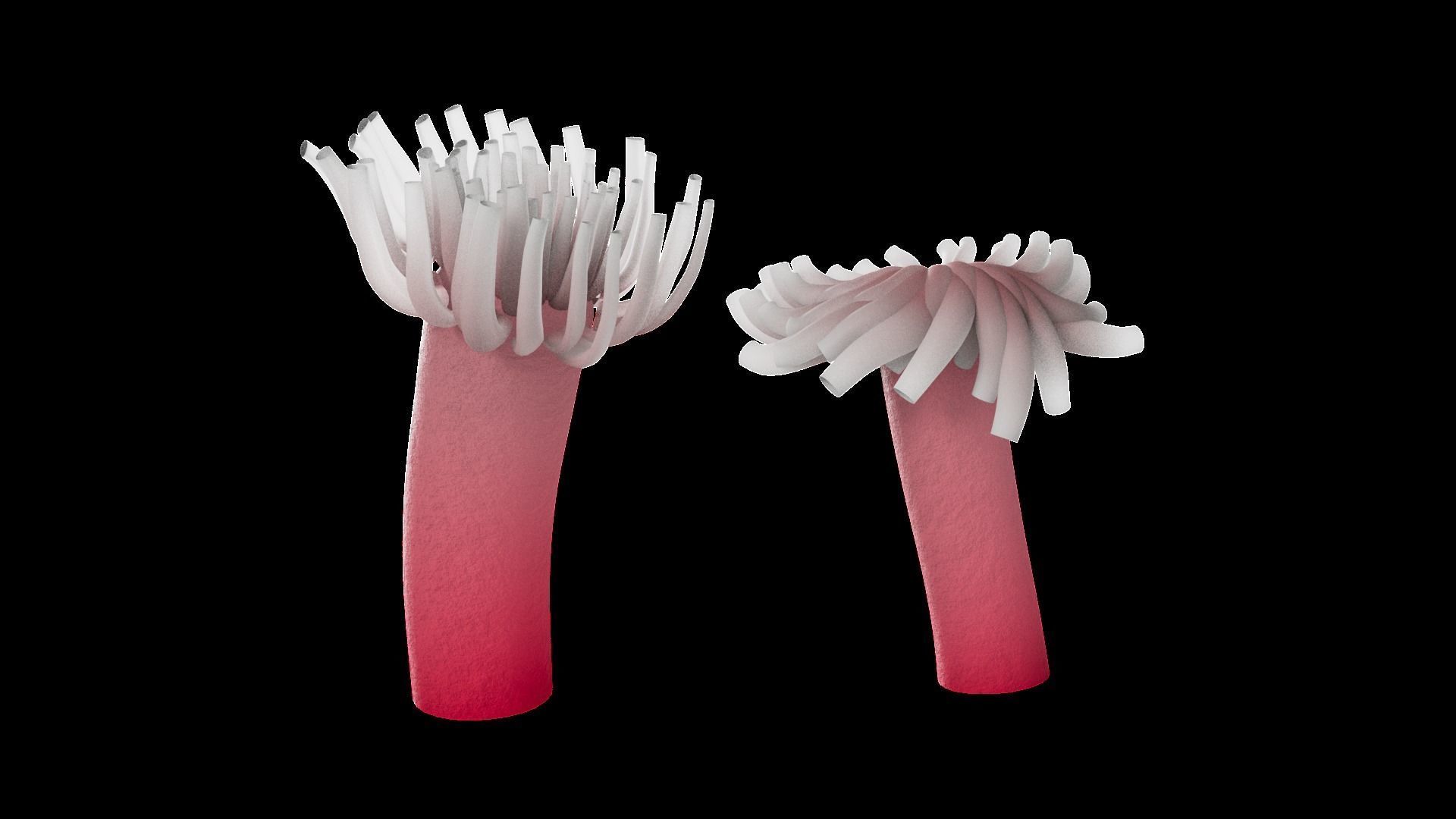 Underwater Plants Collection Low-poly 3D model_37