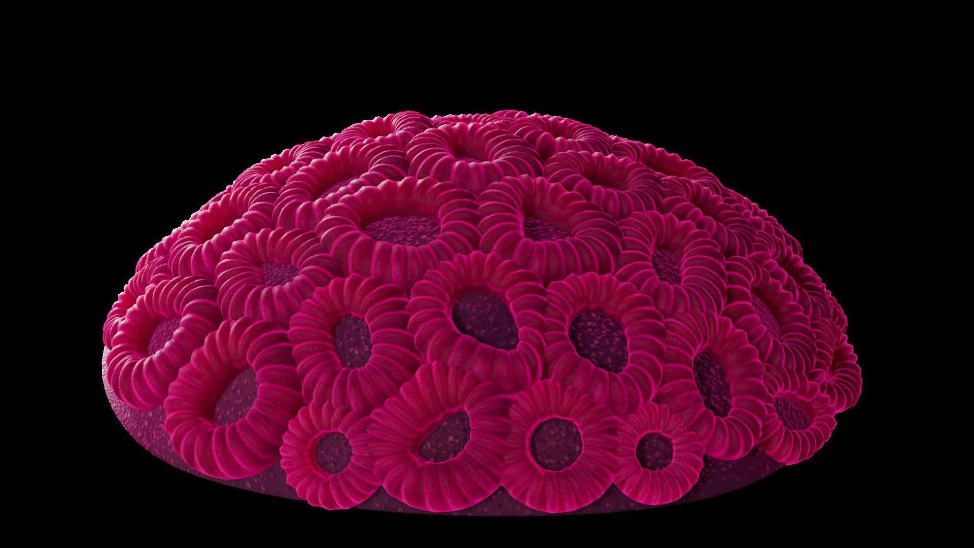 Underwater Plants Collection Low-poly 3D model_3