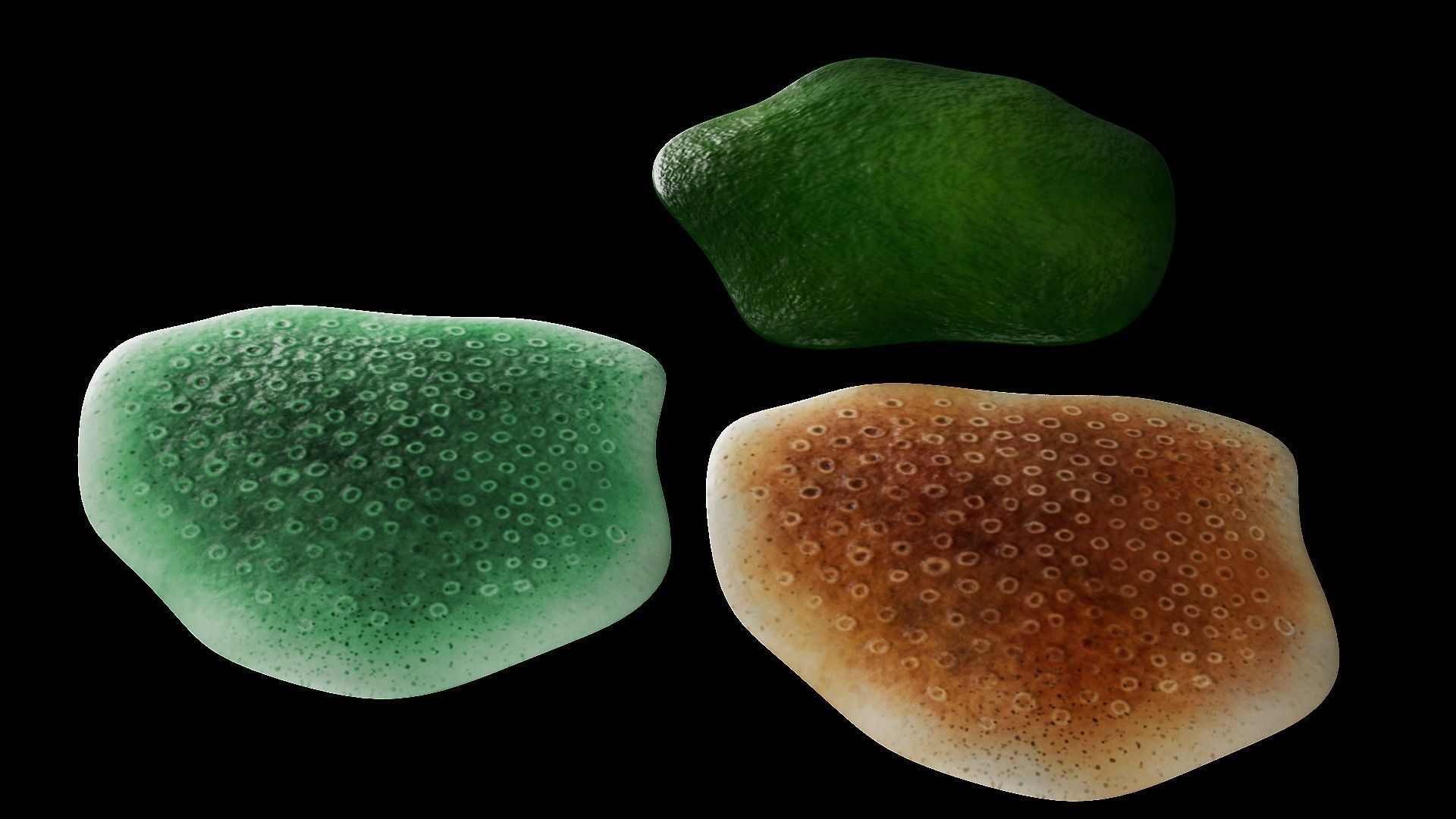 Underwater Plants Collection Low-poly 3D model_26