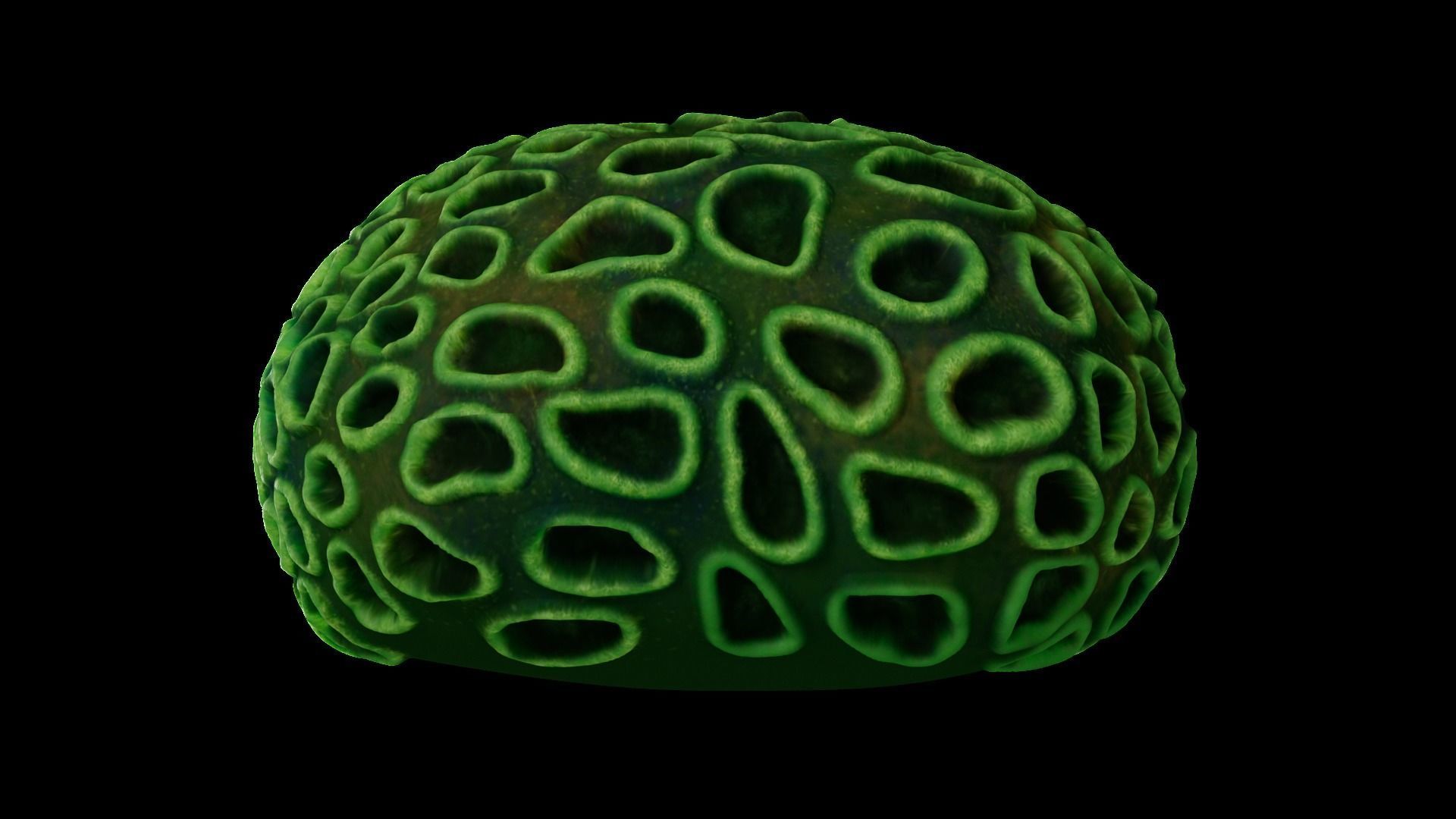 Underwater Plants Collection Low-poly 3D model_11