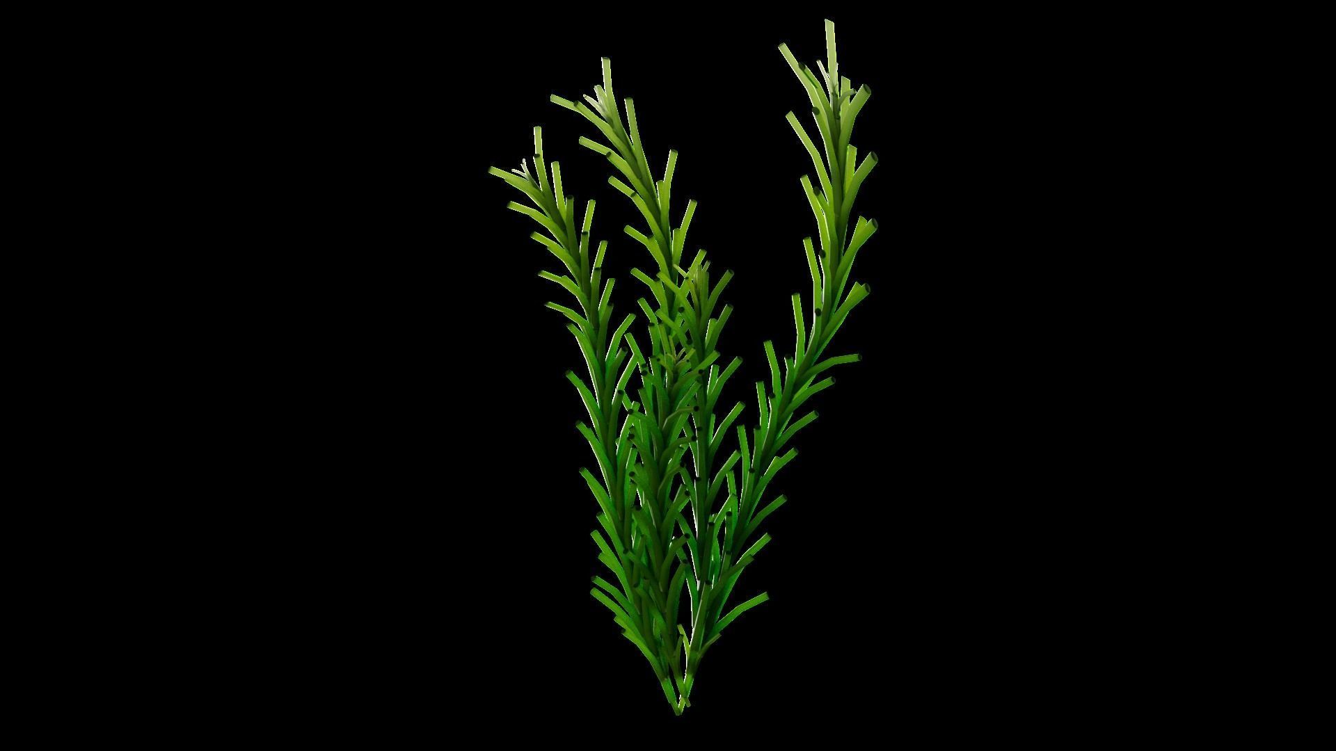 Underwater Plants Collection Low-poly 3D model_51