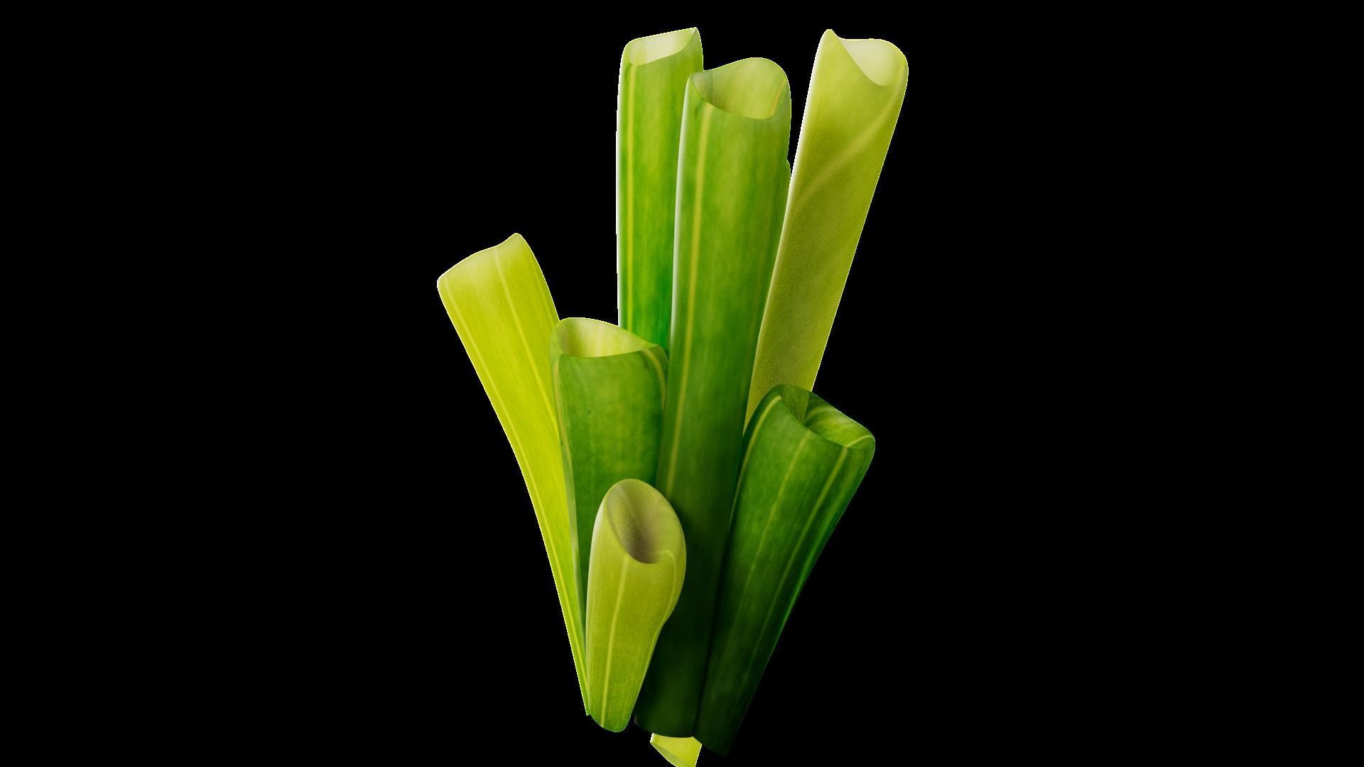 Underwater Plants Collection Low-poly 3D model_66