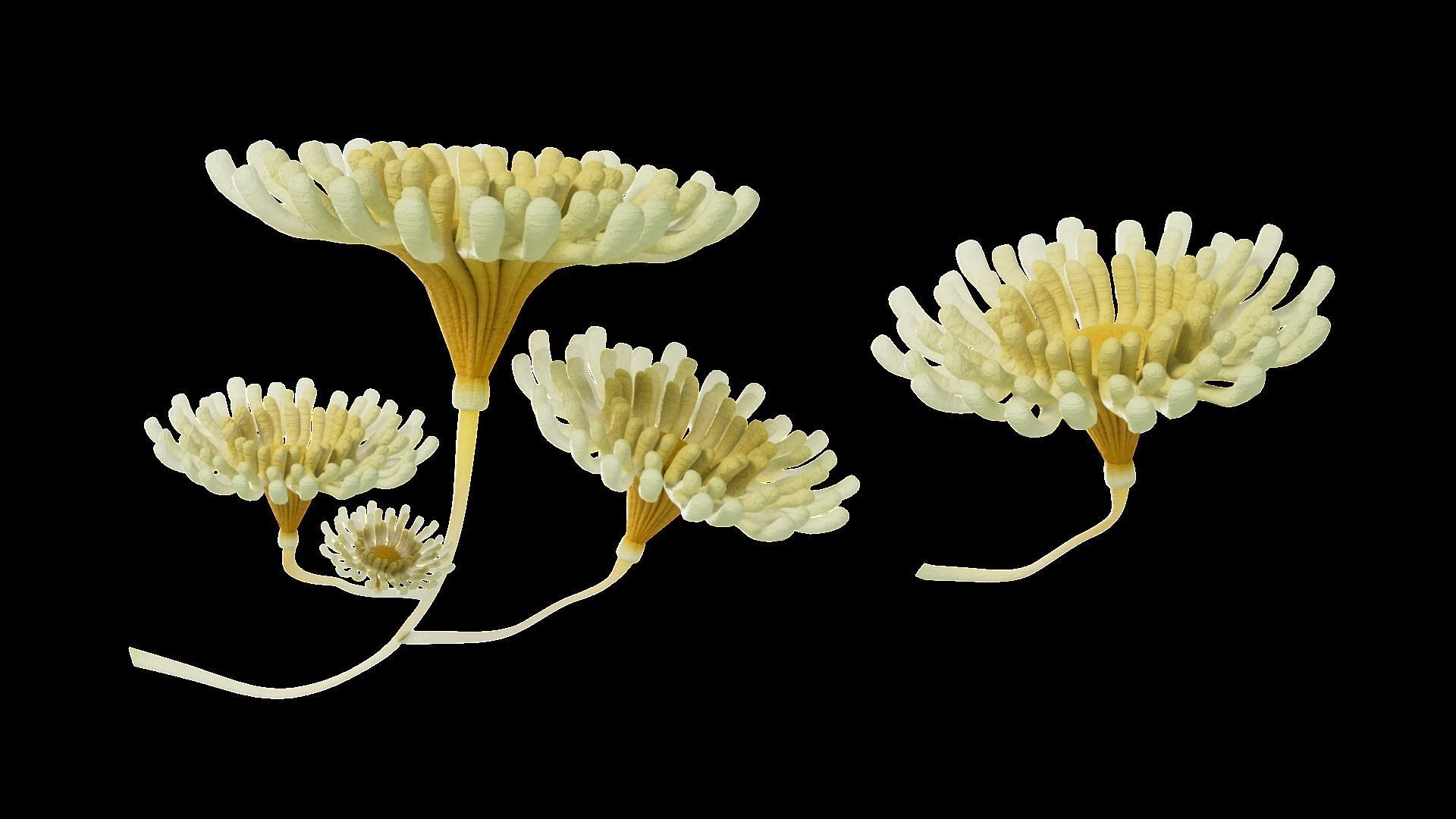 Underwater Plants Collection Low-poly 3D model_47