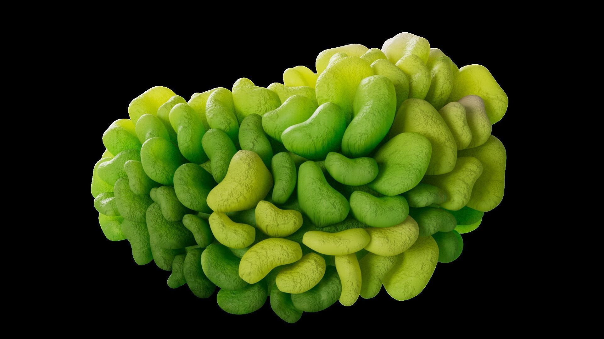 Underwater Plants Collection Low-poly 3D model_61