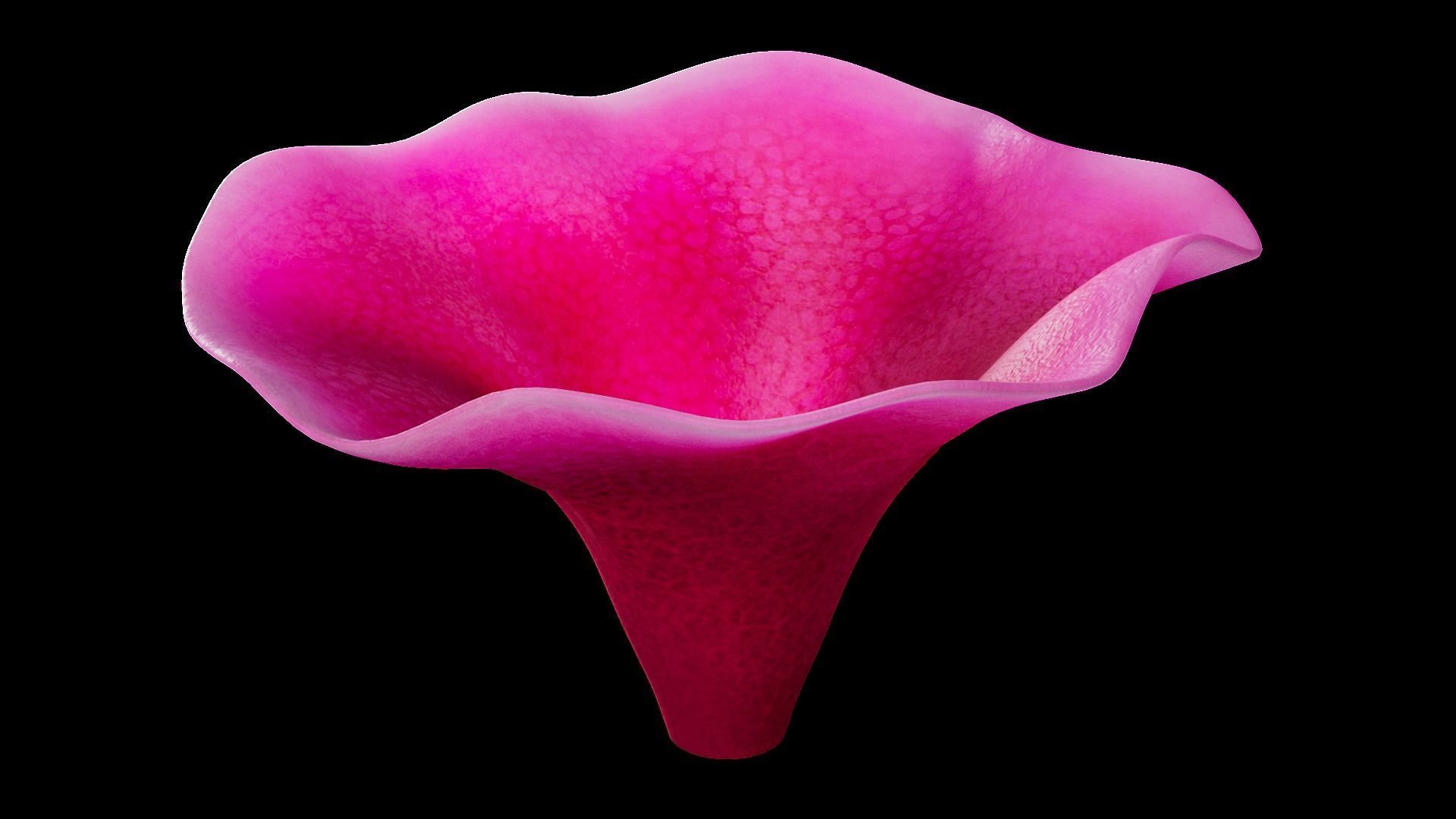 Underwater Plants Collection Low-poly 3D model_14