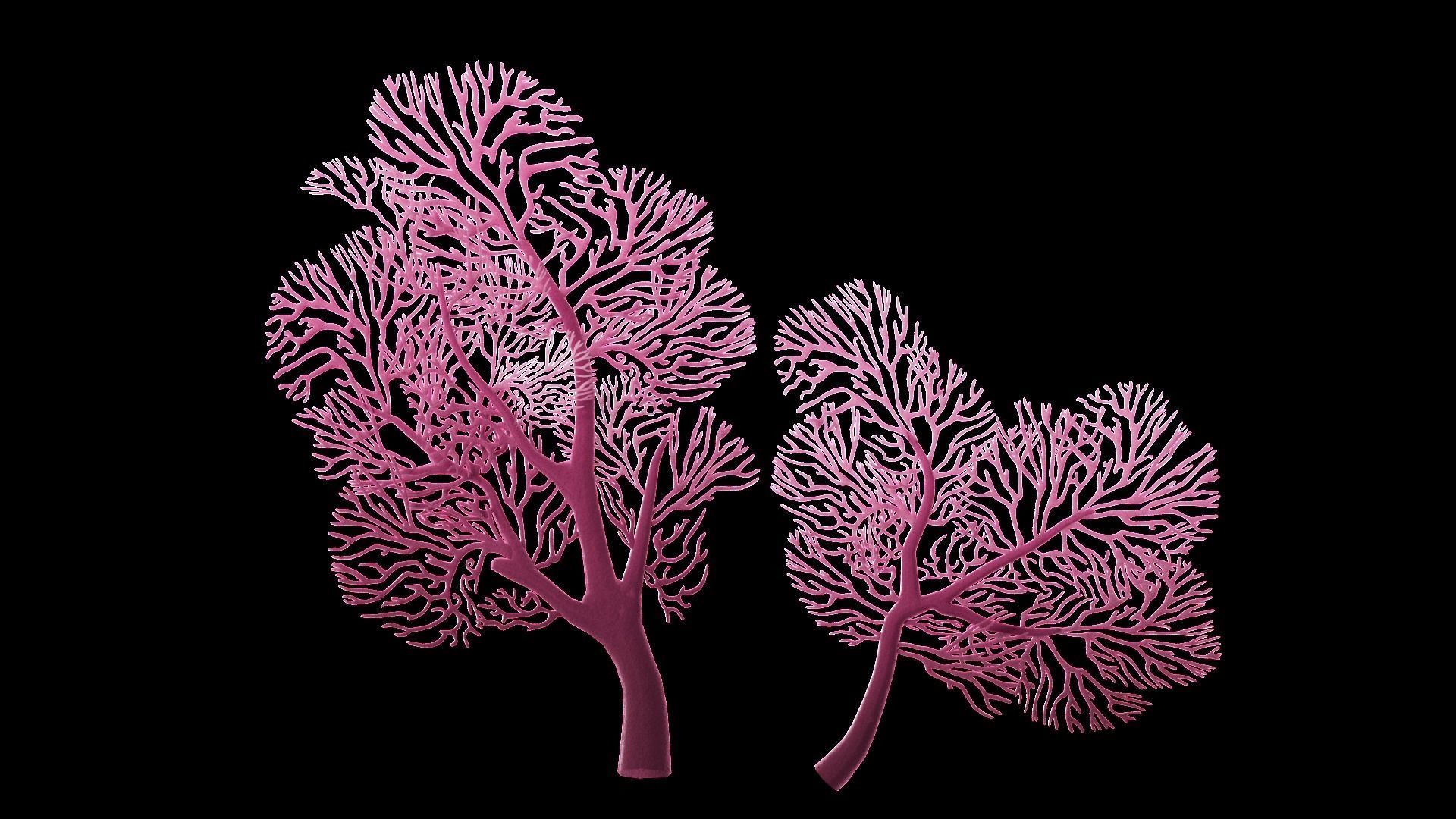 Underwater Plants Collection Low-poly 3D model_30