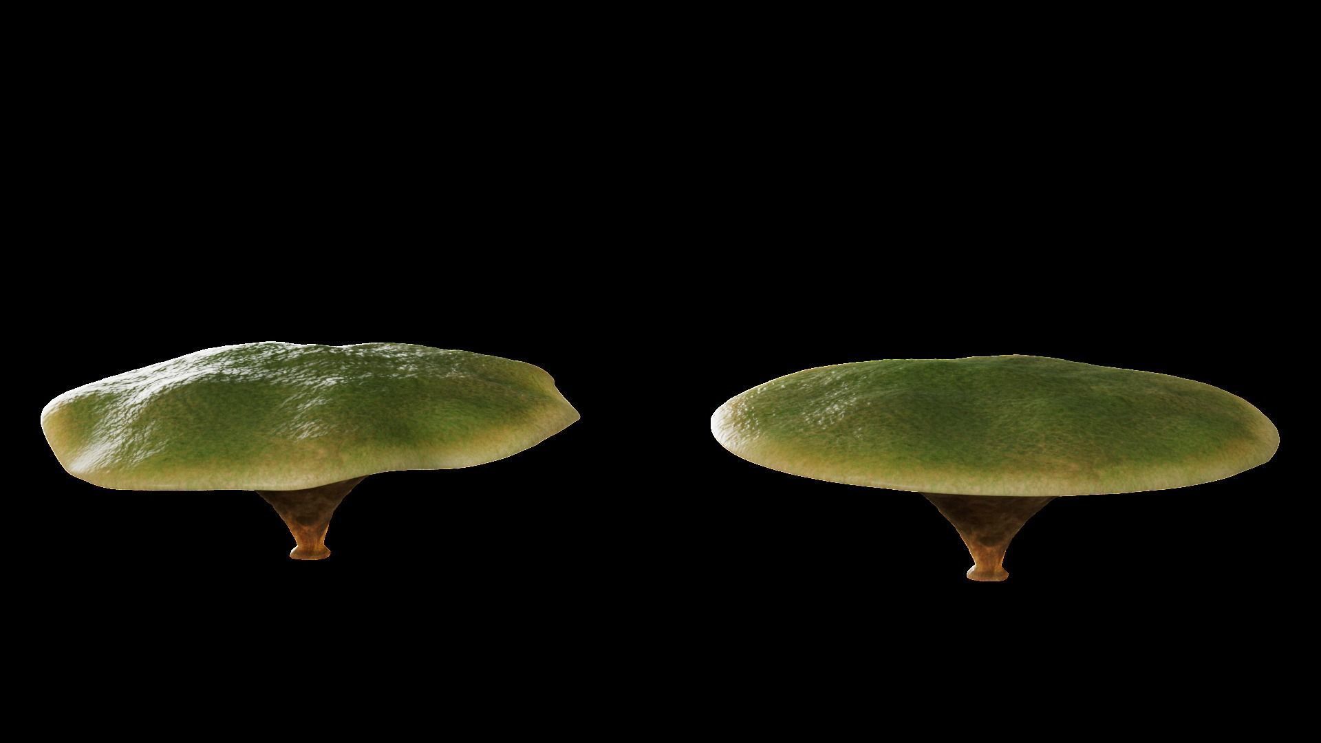 Underwater Plants Collection Low-poly 3D model_43