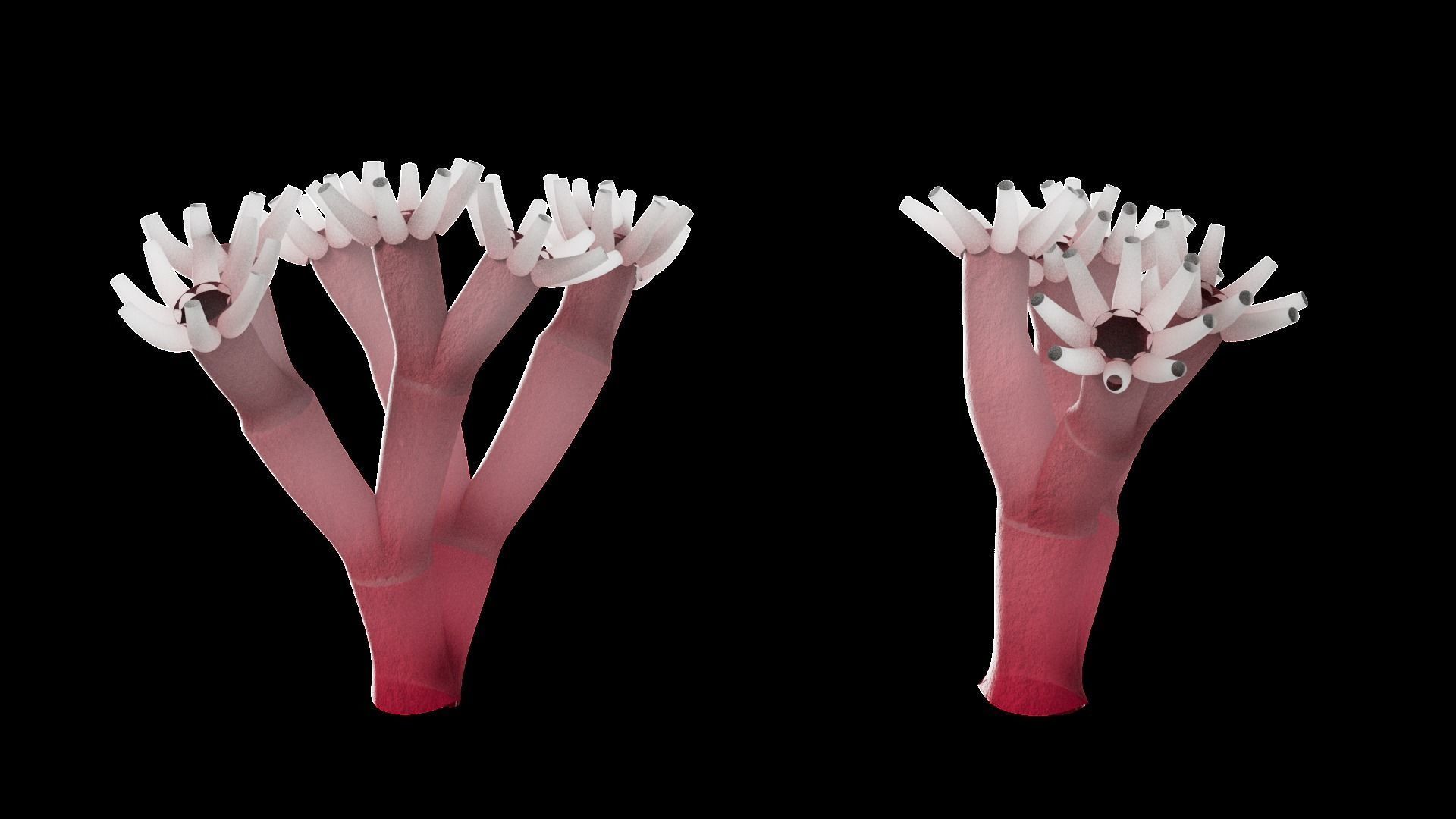 Underwater Plants Collection Low-poly 3D model_40