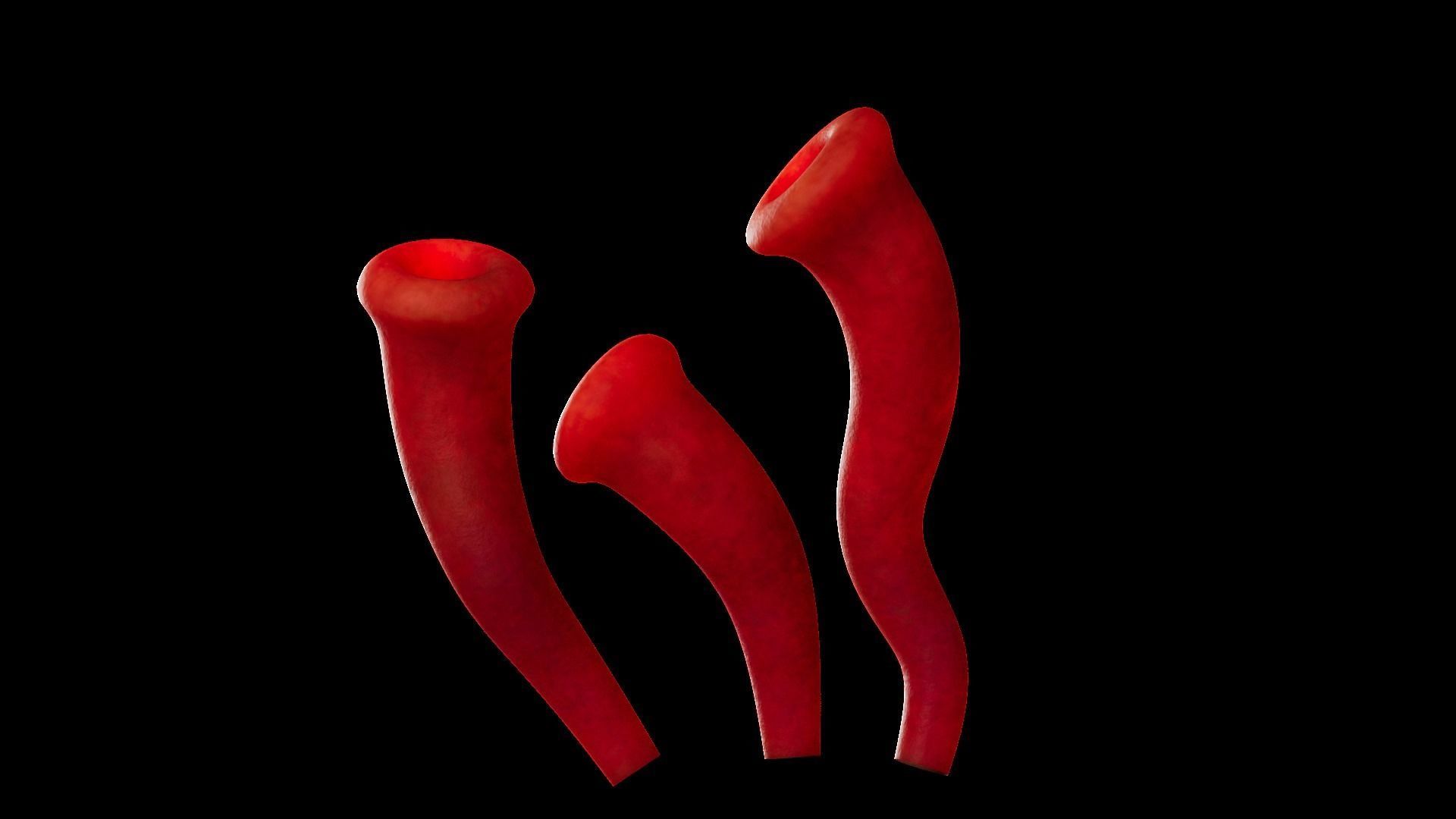 Underwater Plants Collection Low-poly 3D model_52