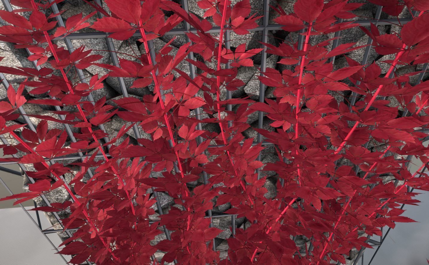 Wild Wine Vine - Autumn - on Gabion Wall - Version 1 Low-poly 3D model_2