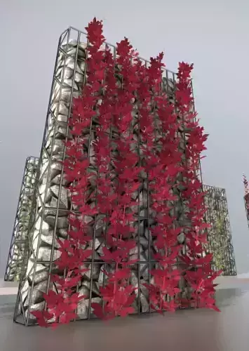 Wild Wine Vine - Autumn - on Gabion Wall - Version 1